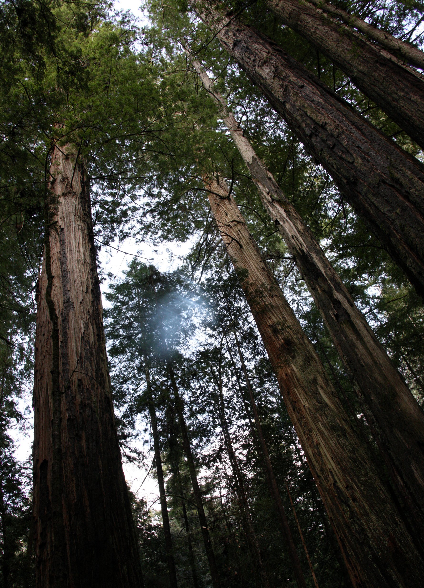 JEDIDIAH SMITH REDWOODS STATE PARK CALIFORNIA (15).JPG