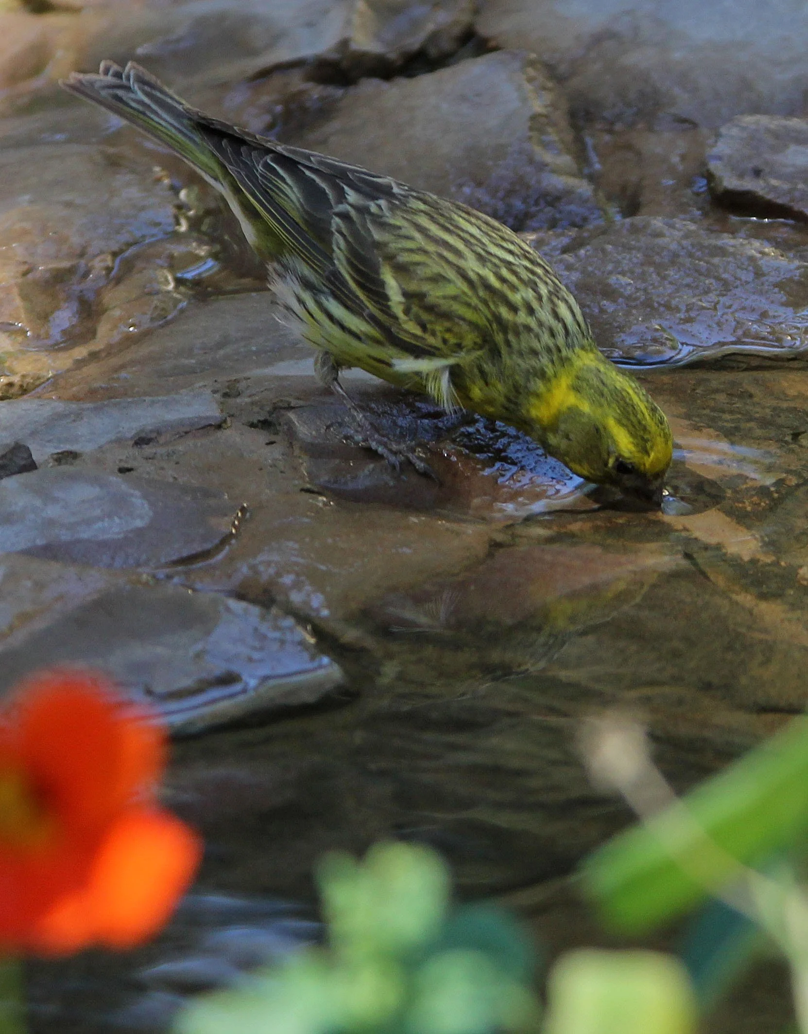 Greenfinch (Chloris chloris voousi) Feija National Park, Tunisia 