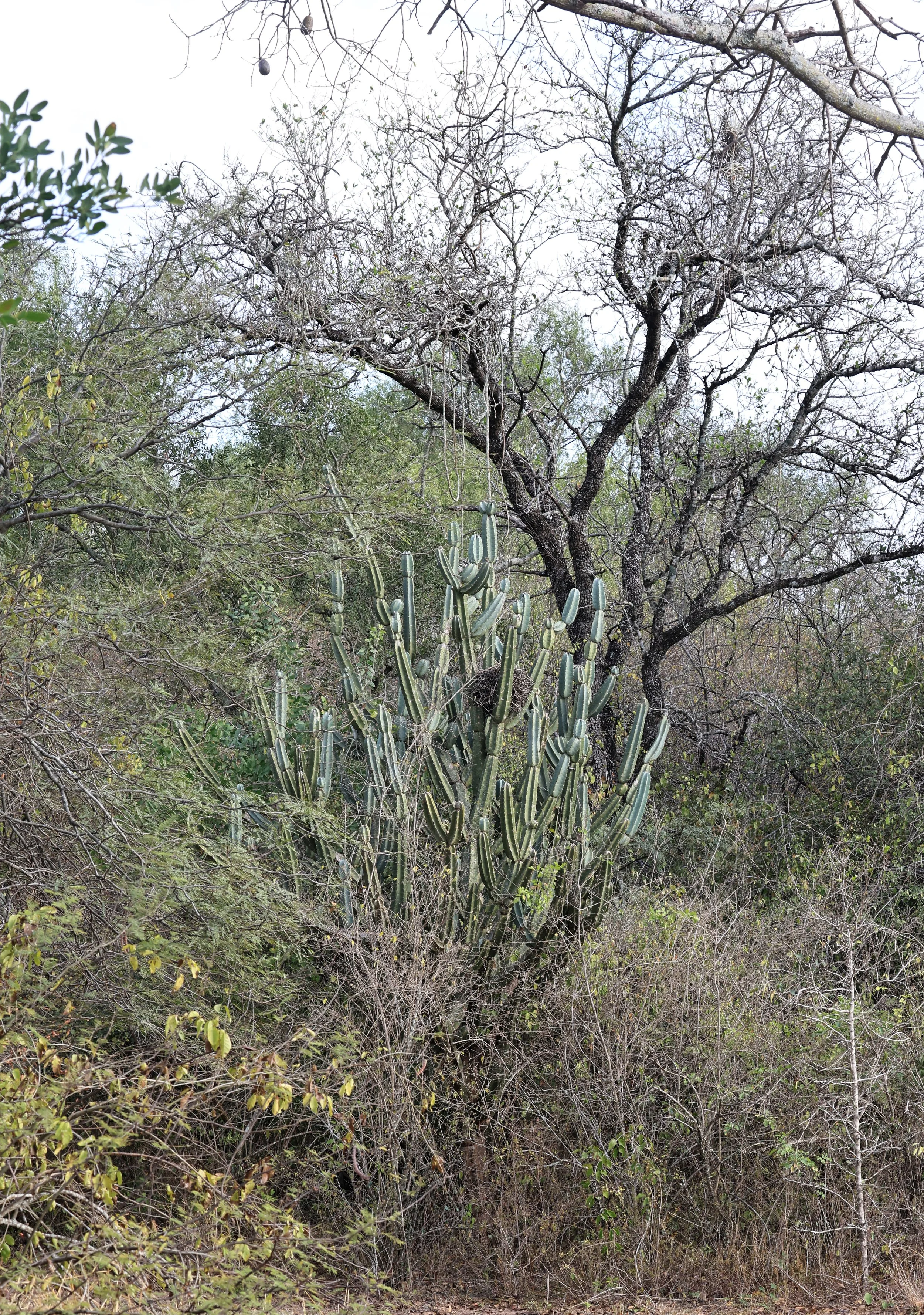 Cereus stenogonus - Aurora Chaquena Reserve, Neuland Mennonite Colony Paraguay