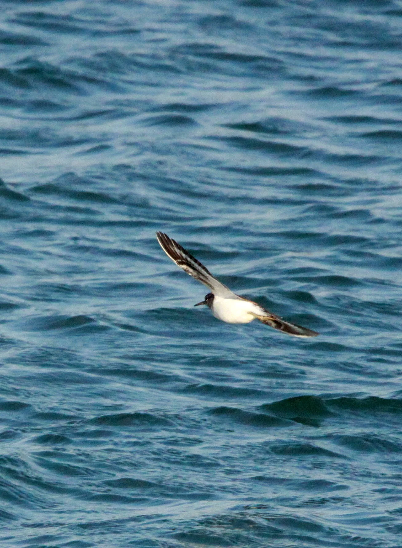 BIRD - SANDPIPER - COMMON SANDPIPER - SHIZUOKA COASTLINE JAPAN (1).JPG
