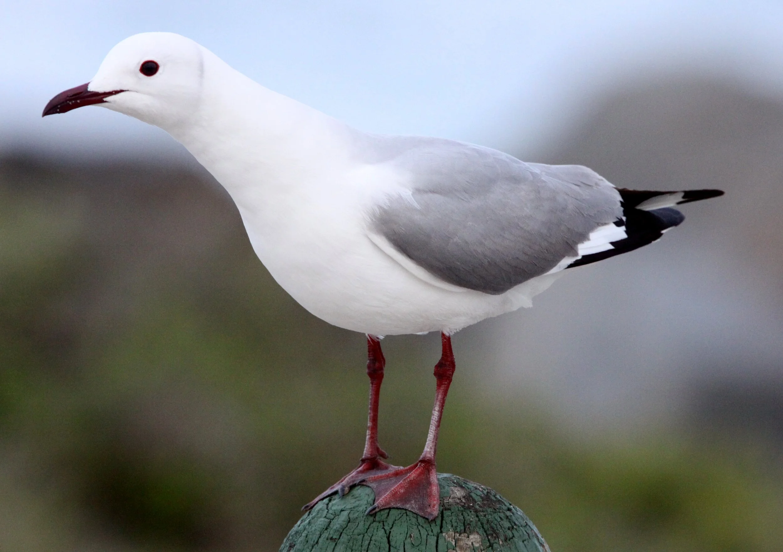 BIRD - GULL - HARTLAUB'S GULL - WEST COAST NATIONAL PARK SOUTH AFRICA (2).JPG