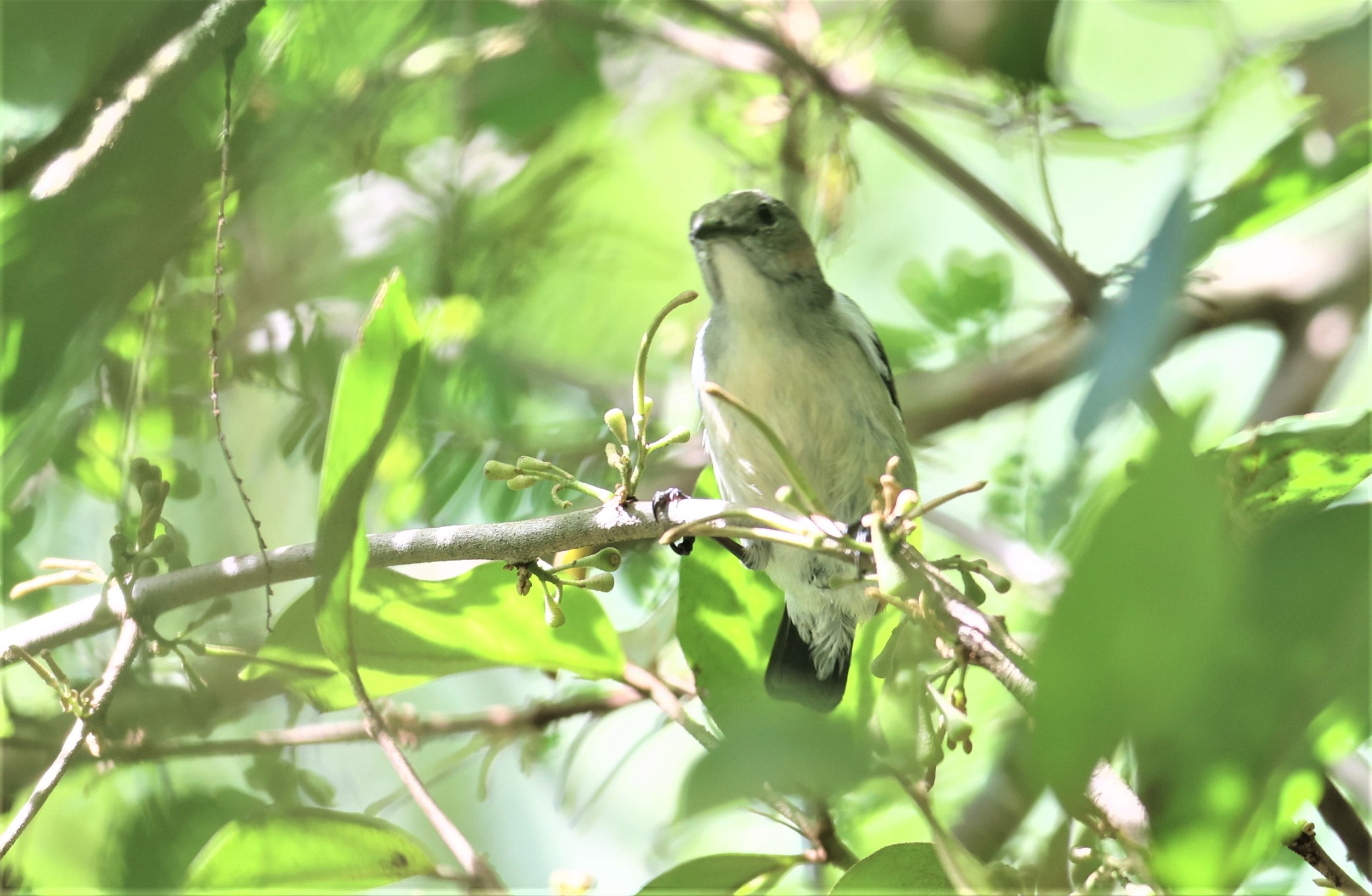 FLOWERPECKER - THICK-BILLED FLOWERPECKER - Dicaeum agile -  KAENG KRACHAN  (18).jpg