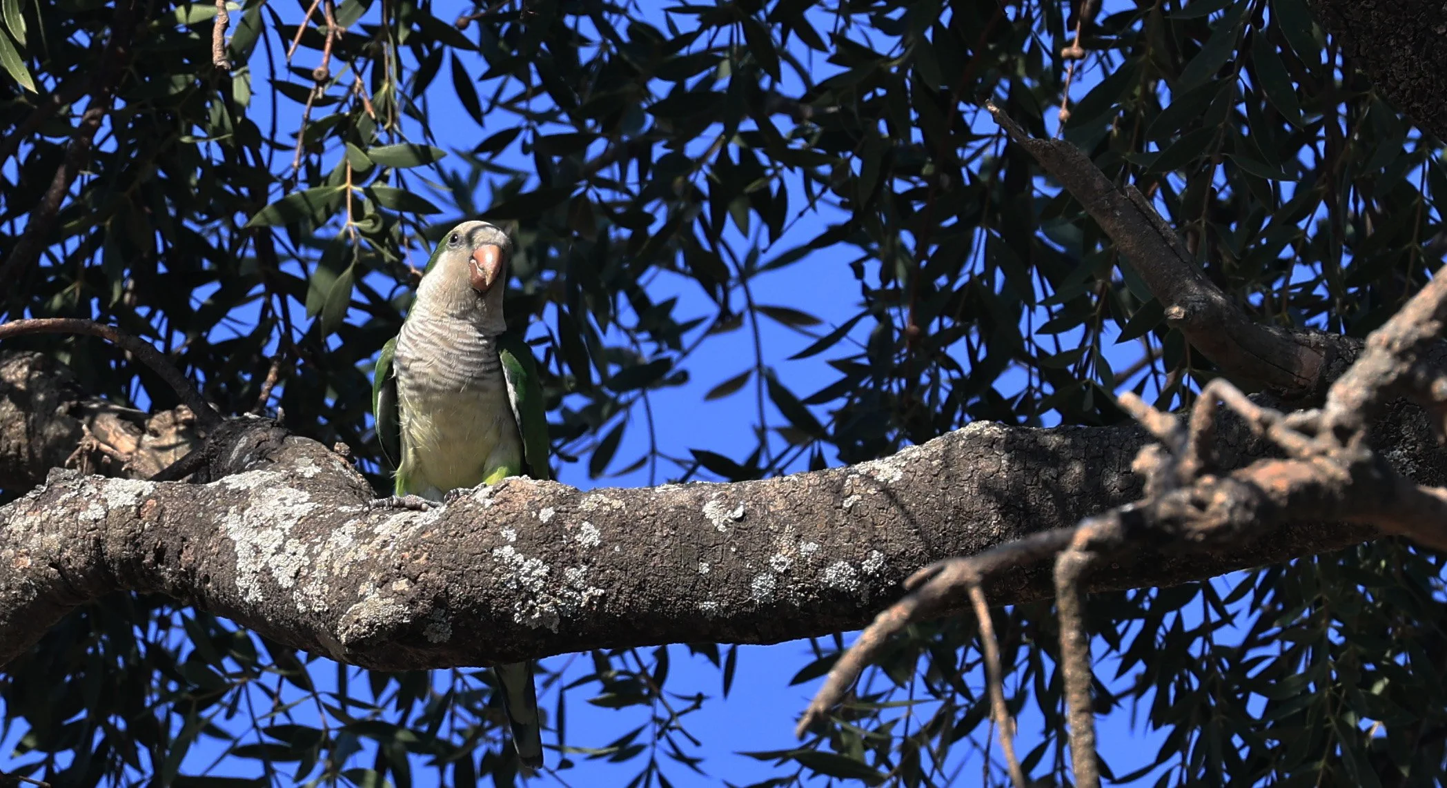 Monk Parakeet (Myiopsitta monachus) Agua Dulce Paraguay (3).jpg
