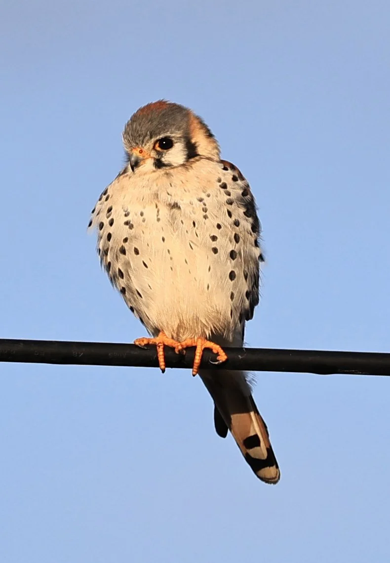 American Kestrel (Falco sparverius) Aurora Chaquena Reserve, Neuland Mennonite Colony Paraguay (9).jpg