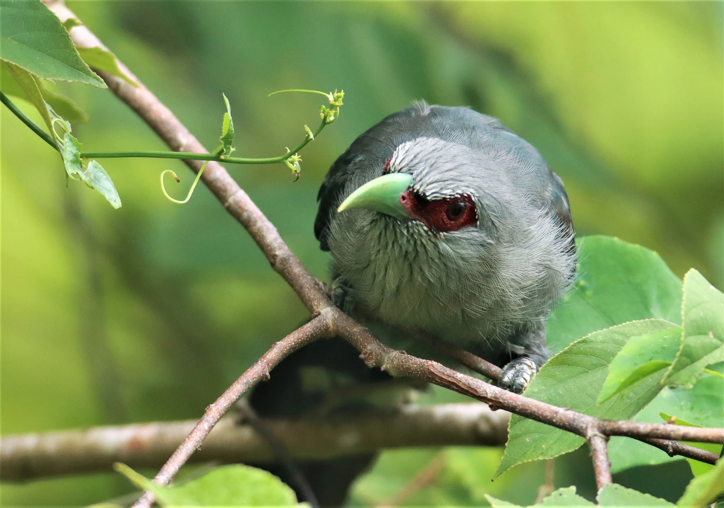 Green-billed Malkoha (Phaenicophaeus tristis) Nong Ya Plong Petchaburi Thailand (16).jpg
