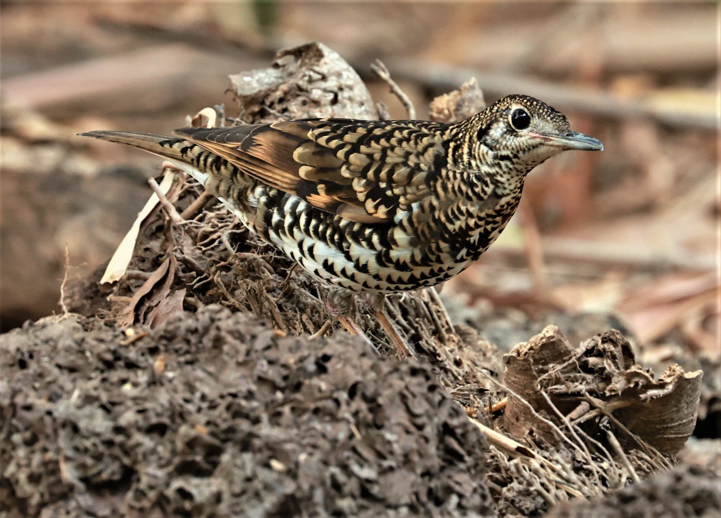 White's Thrush (Zoothera aurea) Putthamonthon Park Nakhon Pathom Thailand (203).jpg