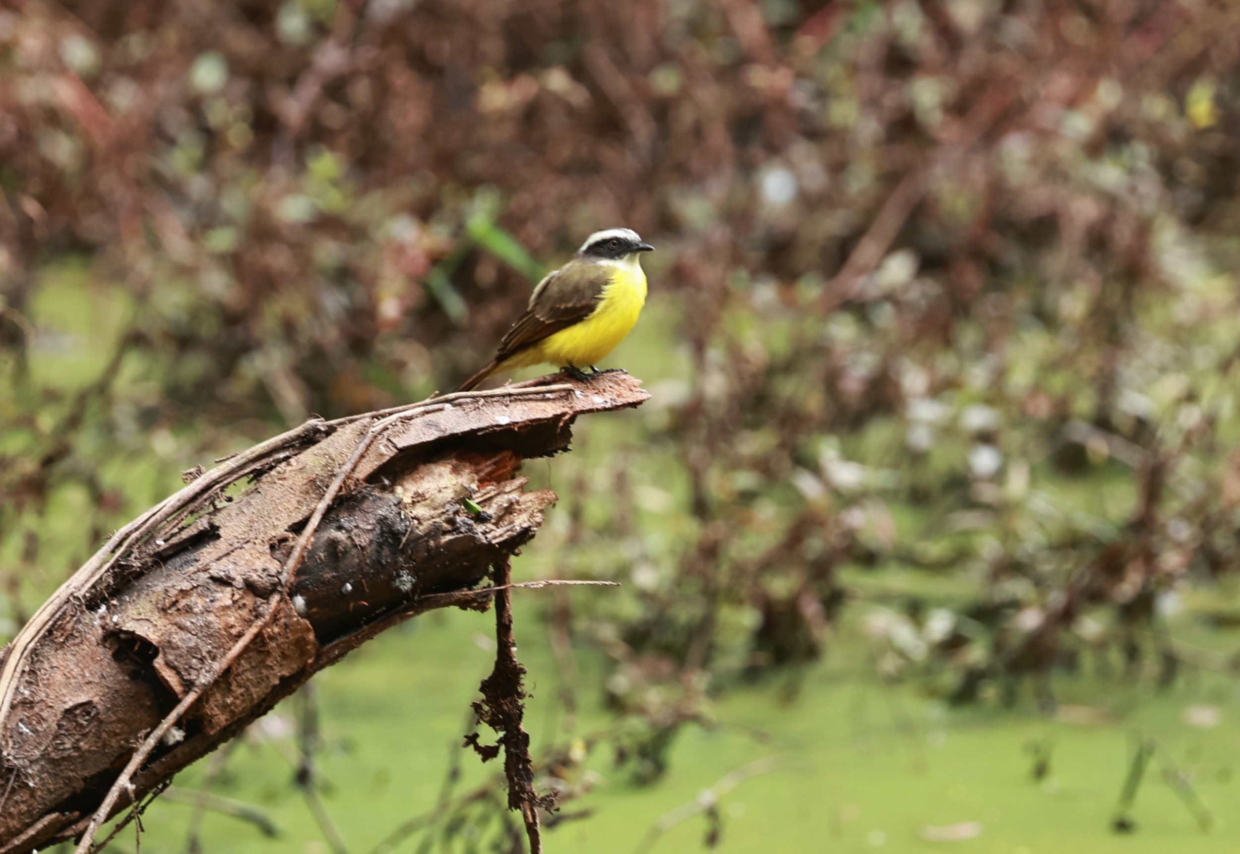 Social Flycatcher - Myiozetetes similis - Feliciano Miguel Abdala Reserve (Caratinga Biological Reserve)