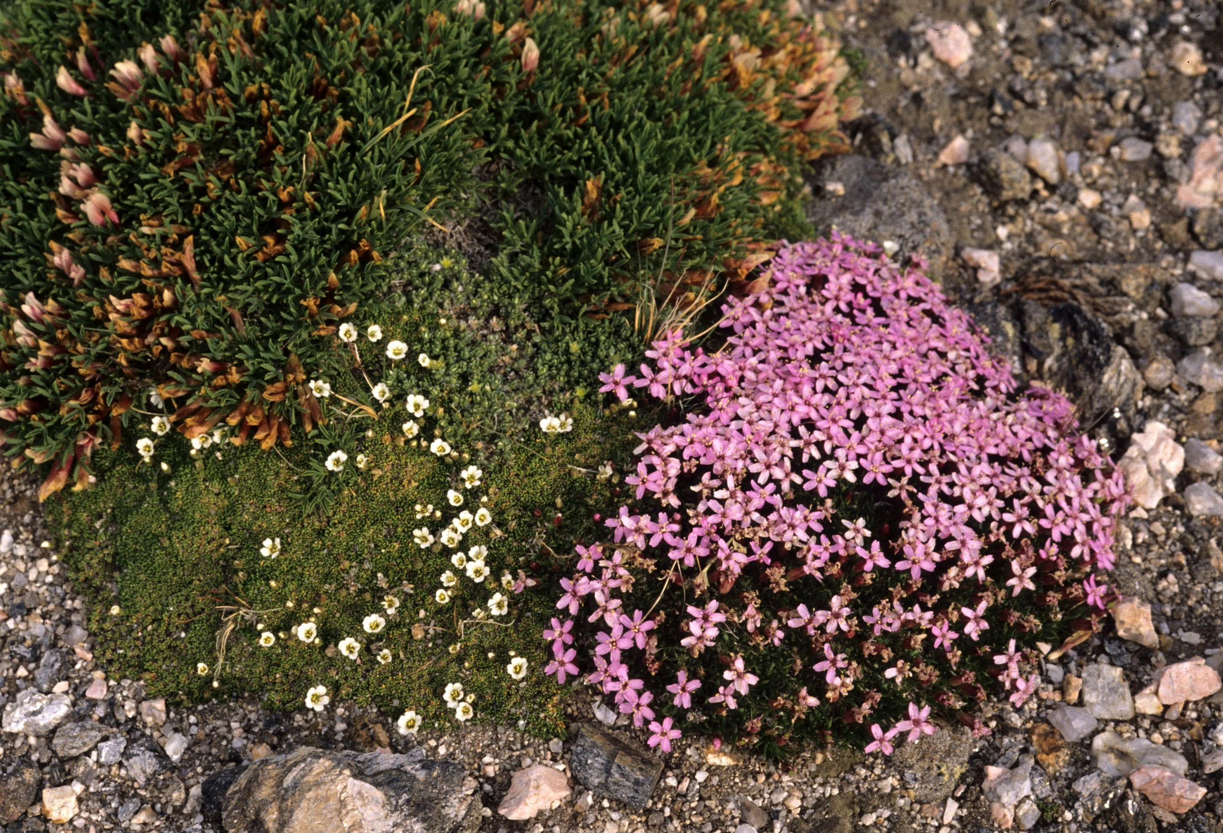 YELLOWSTONE - CAMPION.jpg