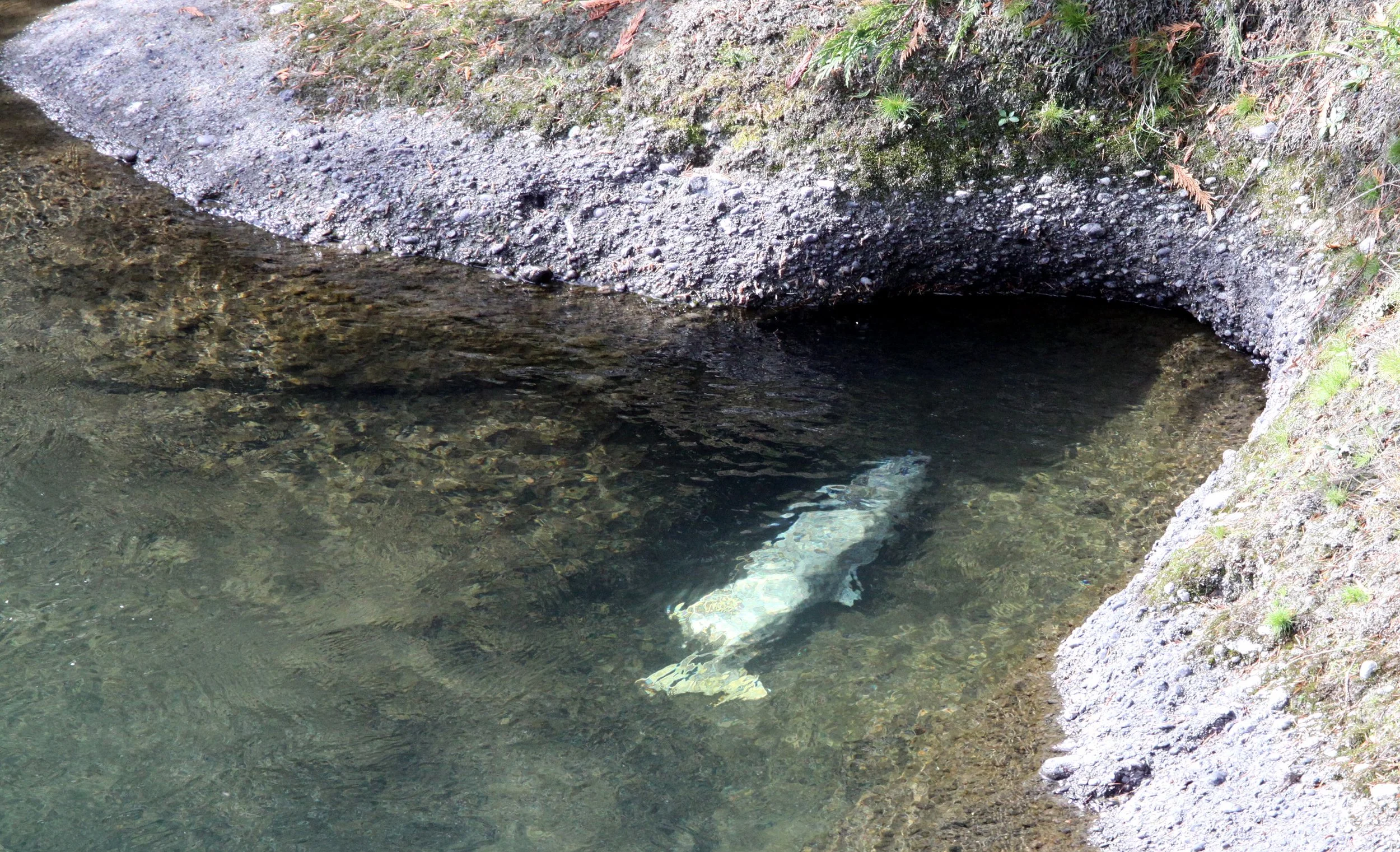 FISH - SALMON - COHO DEAD ON ELHWA RIVER WA.JPG