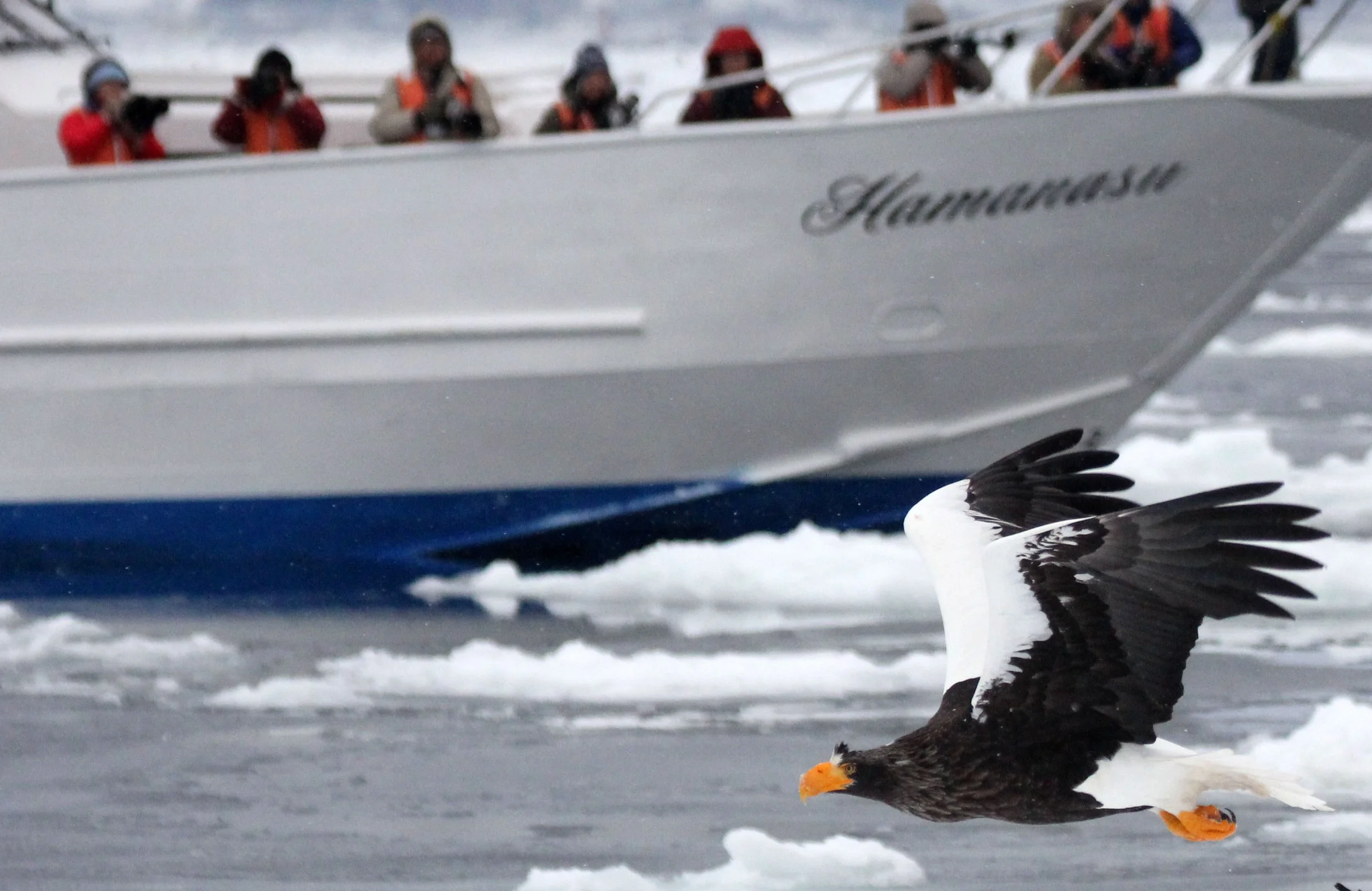 Haliaeetus pelagicus - STELLER'S SEA EAGLE - RAUSU, SHIRETOKO PENINSULA, HOKKAIDO JAPAN (90).JPG