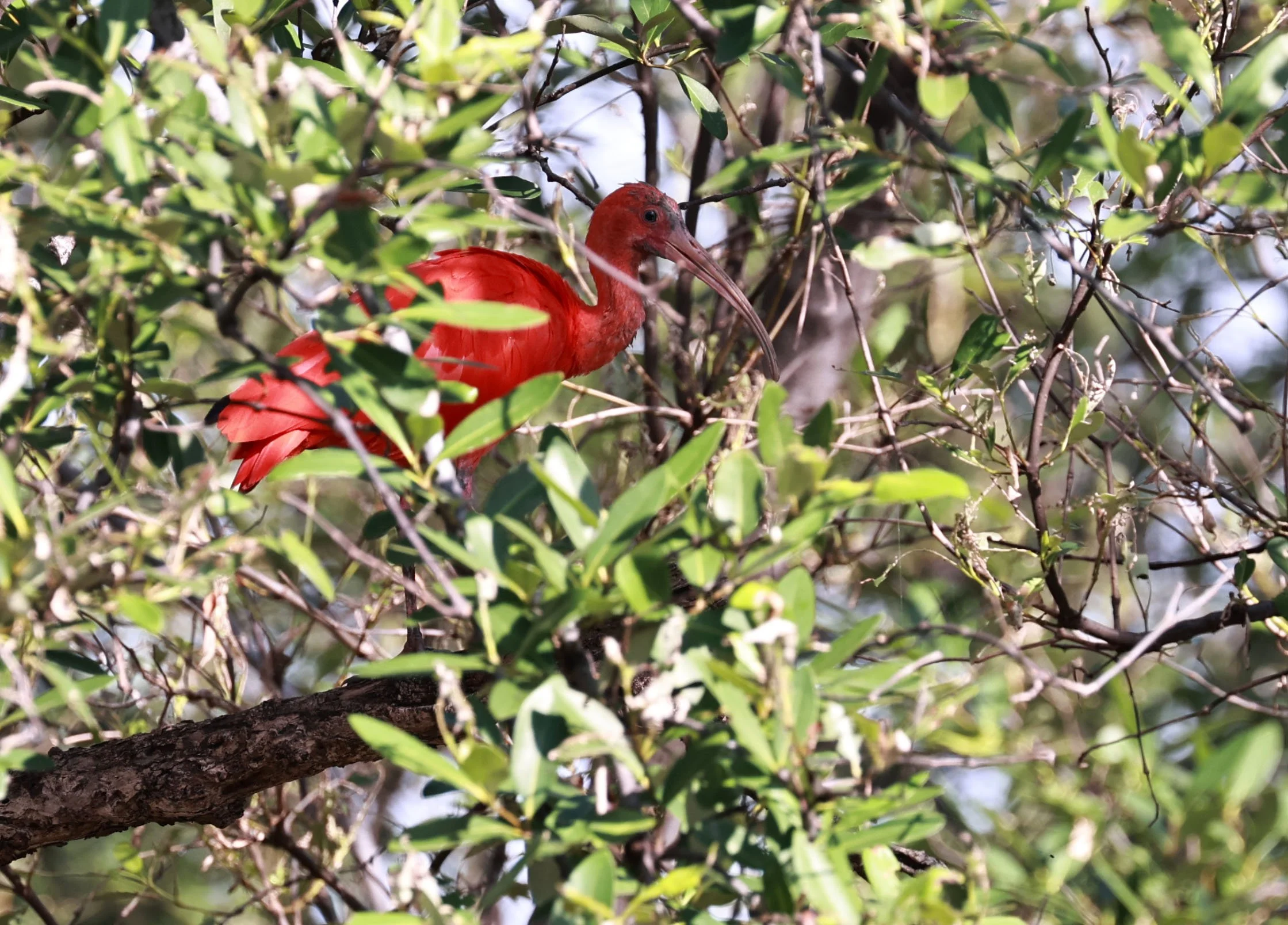 Ibis - Scarlet Ibis - Eudocimus ruber - 29 Songkaow Cafe, Chachoengsao Thailand (11).jpg