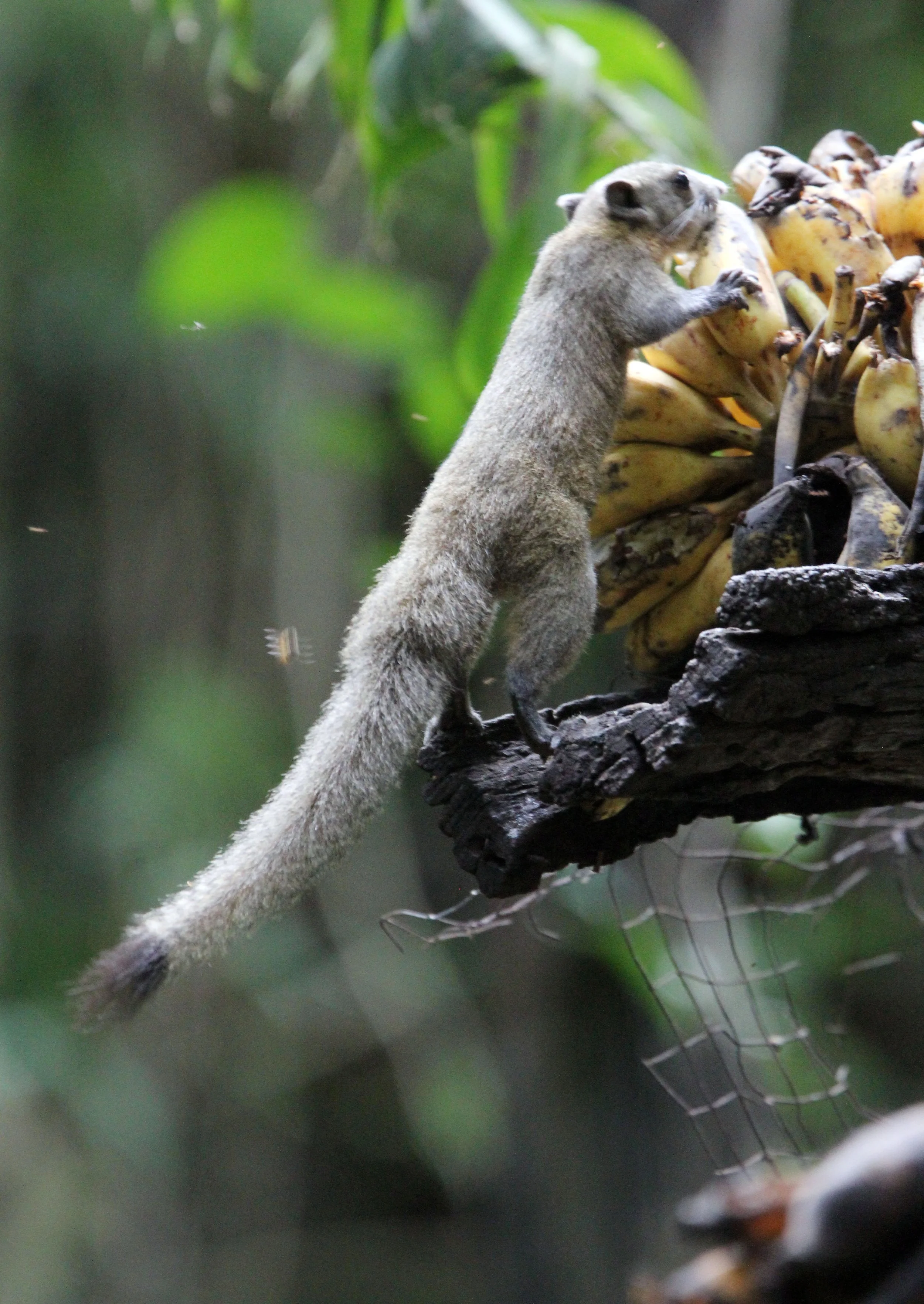 Callosciurus caniceps caniceps - MAINLAND GREY-BELLIED SQUIRREL -  KAENG KRACHAN NP THAILAND (43).JPG