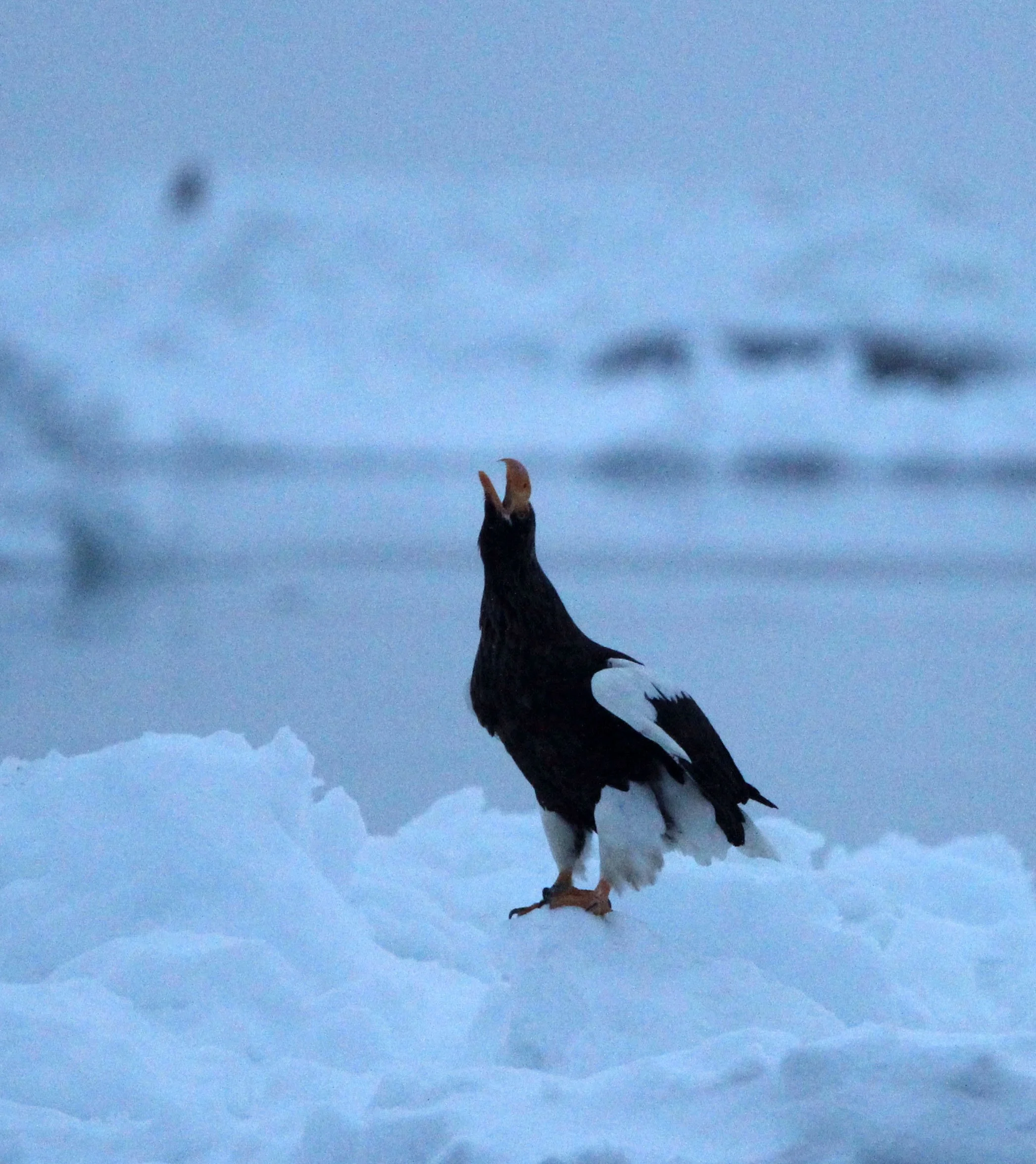 Haliaeetus pelagicus - STELLER'S SEA EAGLE - RAUSU, SHIRETOKO PENINSULA, HOKKAIDO JAPAN (92).JPG
