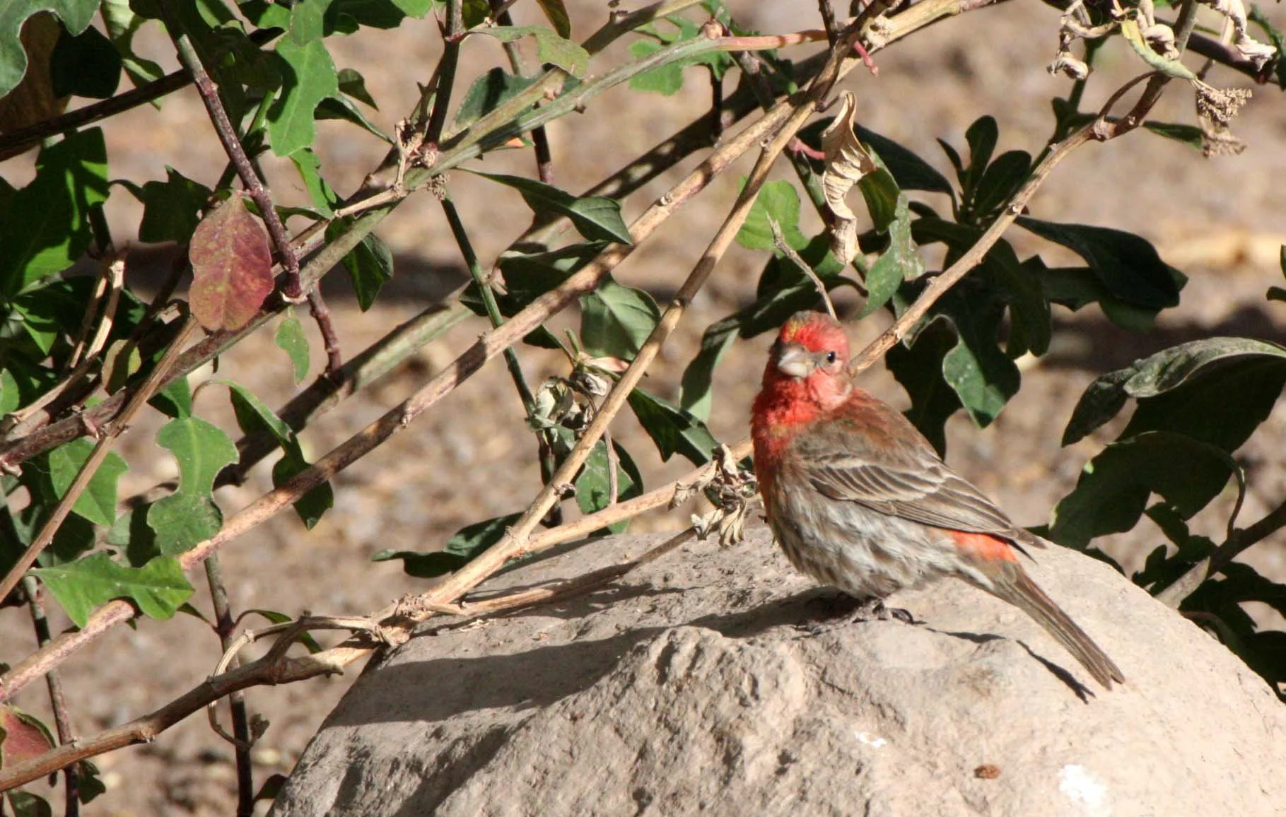 House Finch (Haemorhous mexicanus) Loreto Baja Mexico (8).JPG