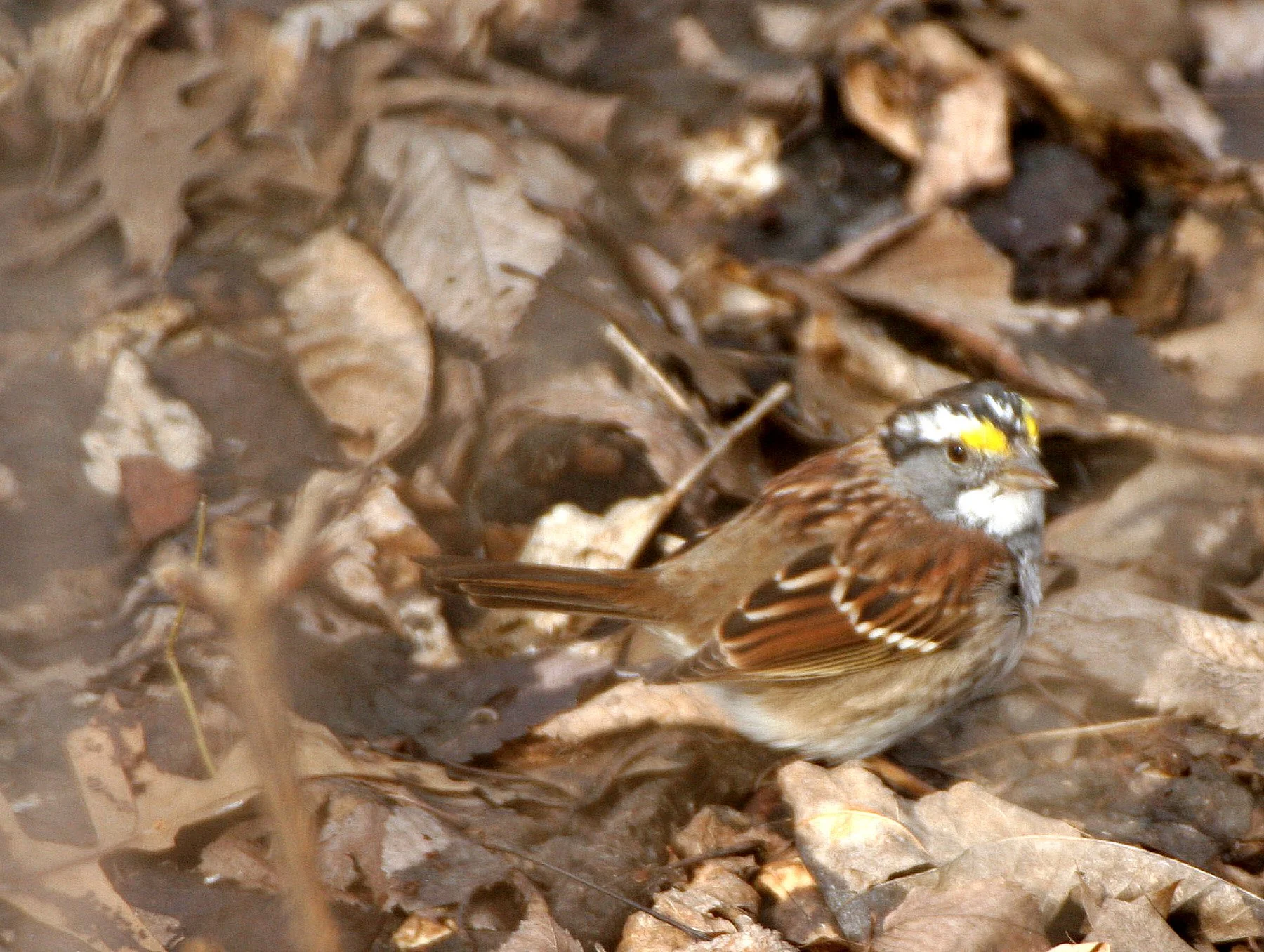 White-crowned Sparrow (Zonotrichia leucophrys) Lincoln Marsh Illinois (2).JPG