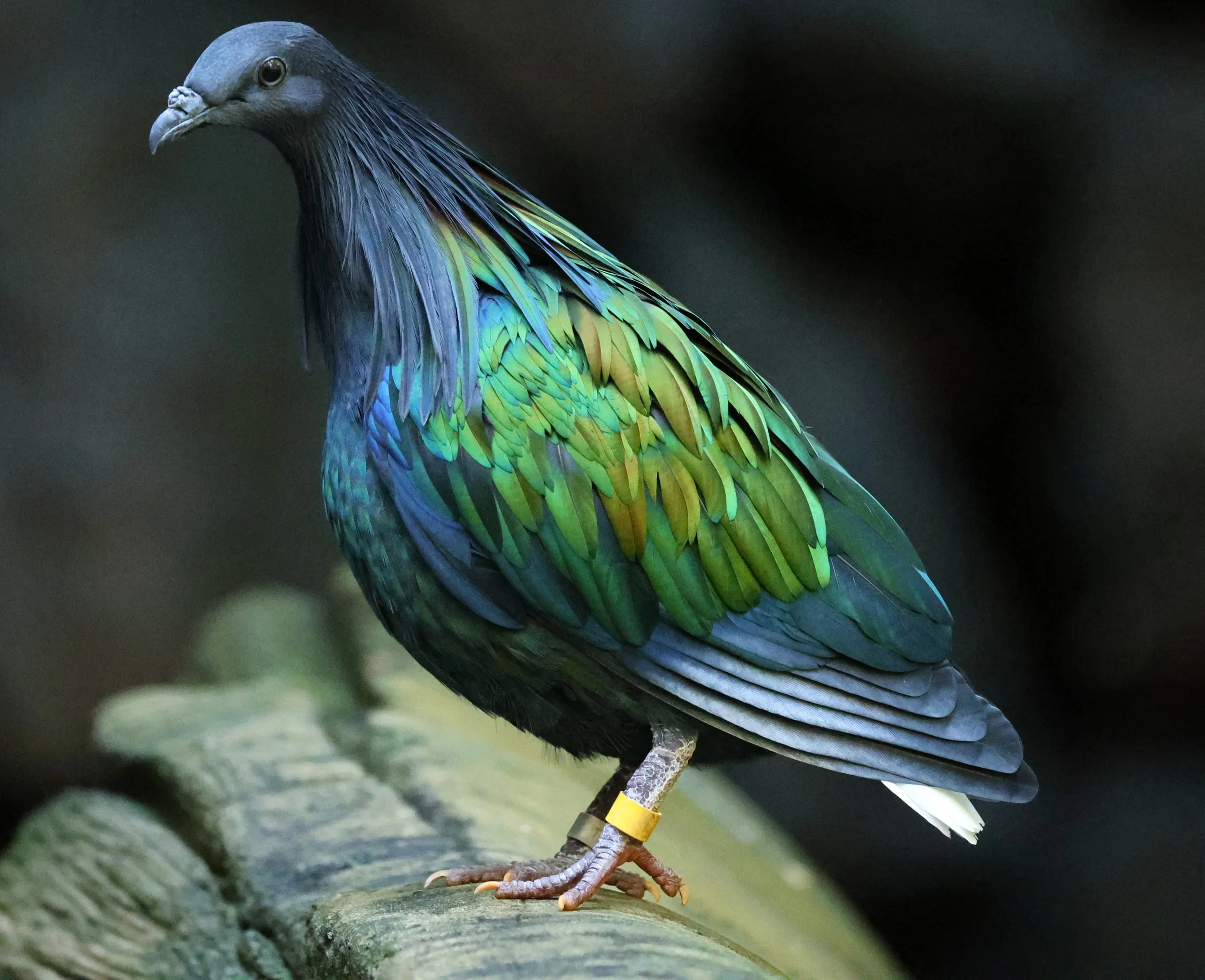 Nicobar Pigeon (Caloenas nicobarica) Koala Trail Road and Locations South of Brisbane - Queensland (4).jpg