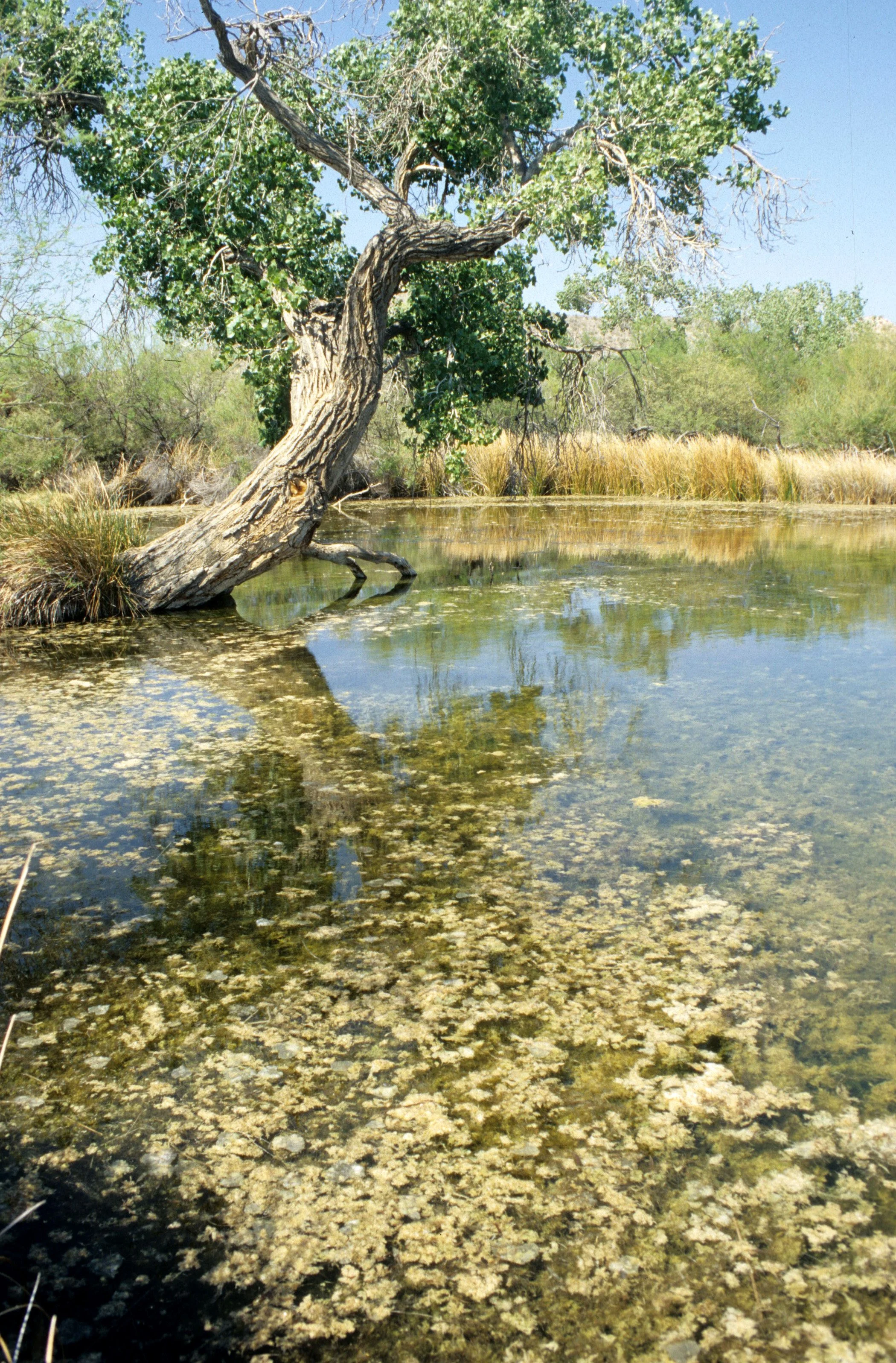 ORGAN PIPE CACTUS NP - QUITOBAQUITO  POND E.jpg