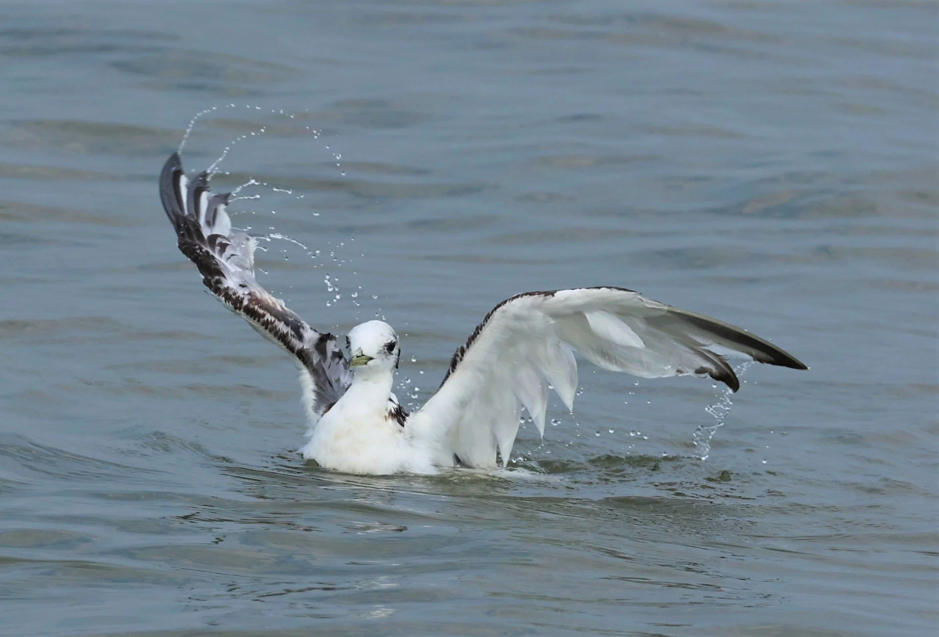 KITTIWAKE - BLACK-LEGGED KITTIWAKE - Rissa tridactyla - GULF OF SIAM OFF BANGKOK & SAMUT SAKHORN FEB 05 2022 (105).jpg
