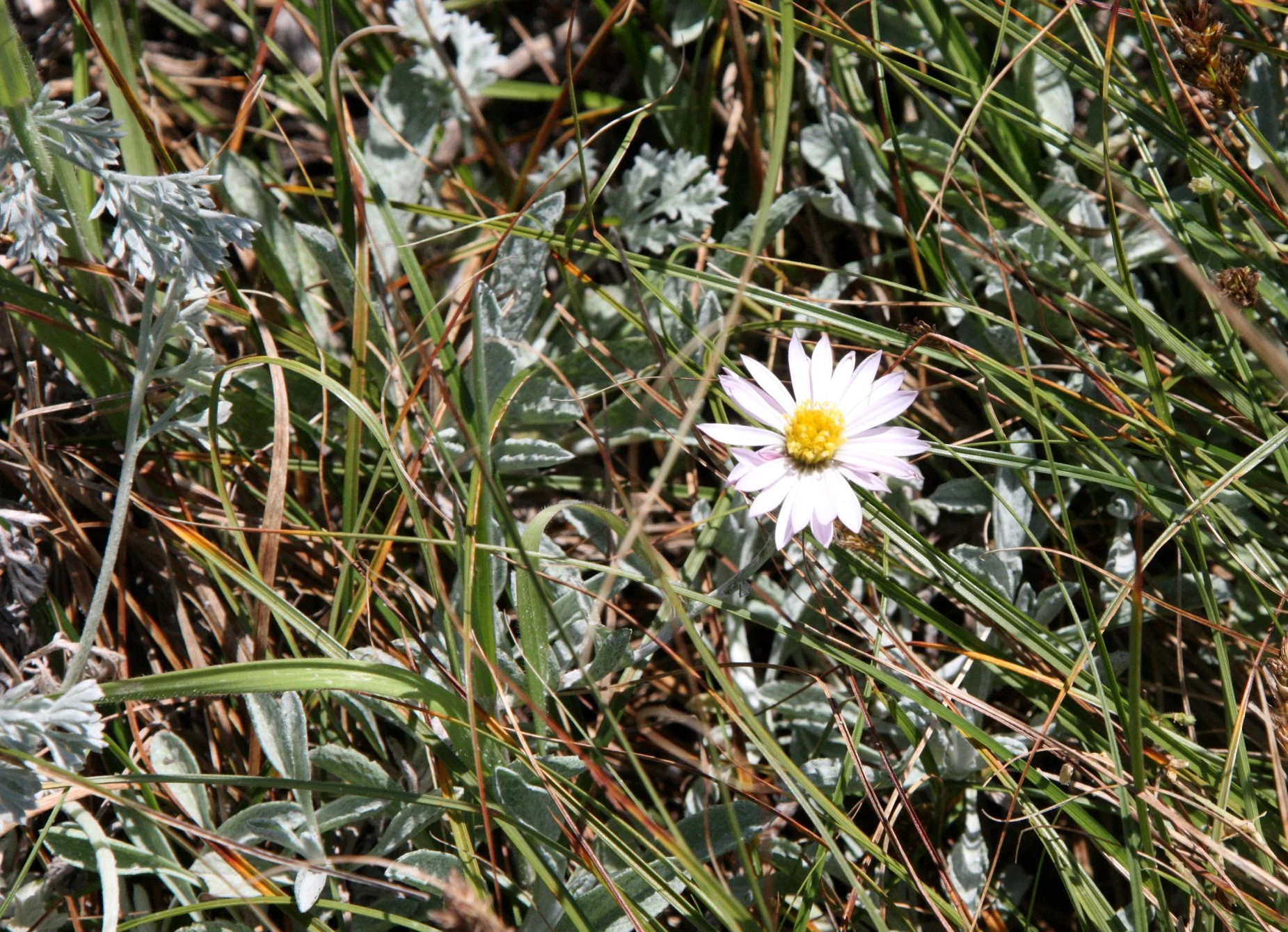 ASTERACEAE - SPECIES UNKNOWN - SUNSET BEACH STATE BEACH CALIFORNIA.JPG