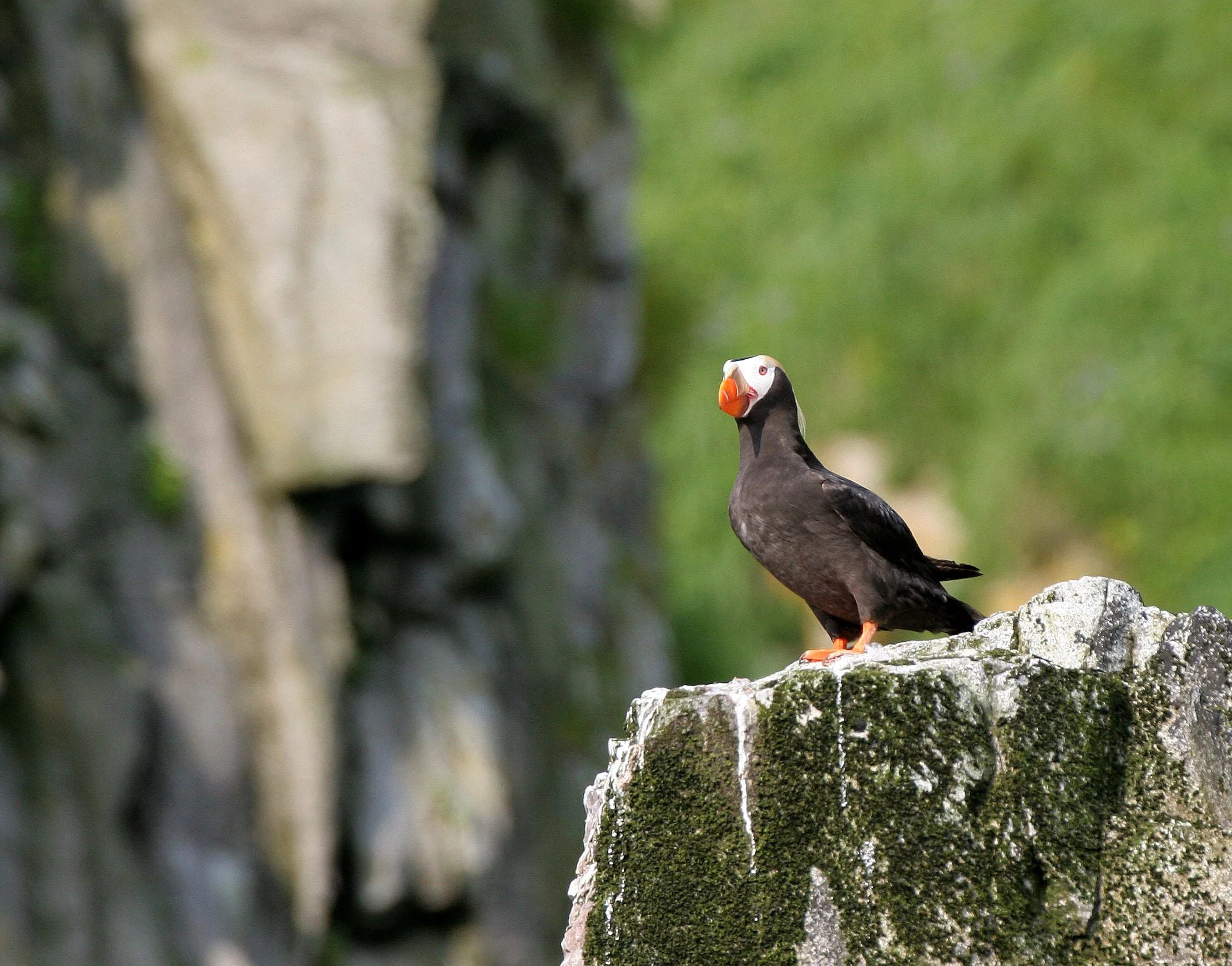 Fratercula cirrhata - TUFTED PUFFIN - COMMANDERS MEDNY ISLAND (4).jpg