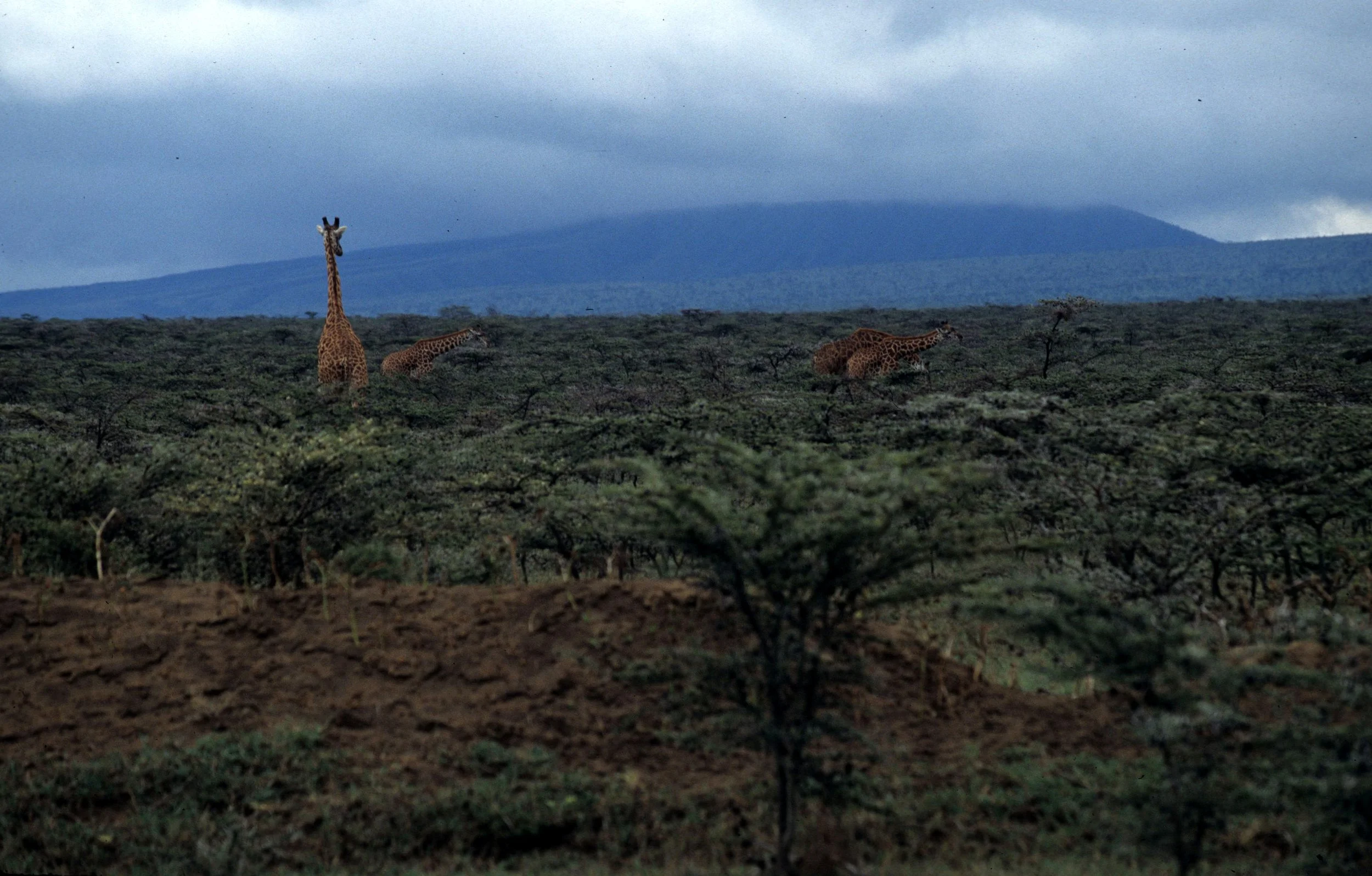 KENYA - SAVANAH BIOME.jpg