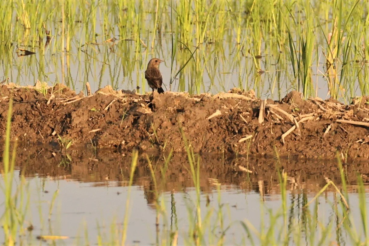 BUSHCHAT - PIED BUSHCHAT - Saxicola caprata - TATHORN RICEFIELDS CHIANG MAI (4).jpg