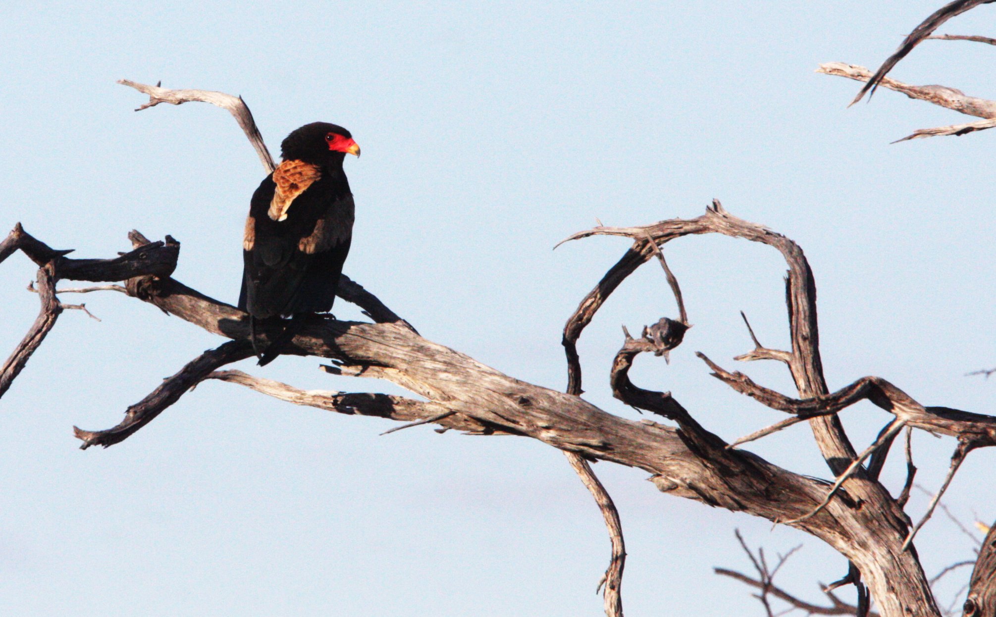 Terathopius ecaudatus - BATELEUR - KHWAI CAMP OKAVANGO BOTSWANA (13).JPG