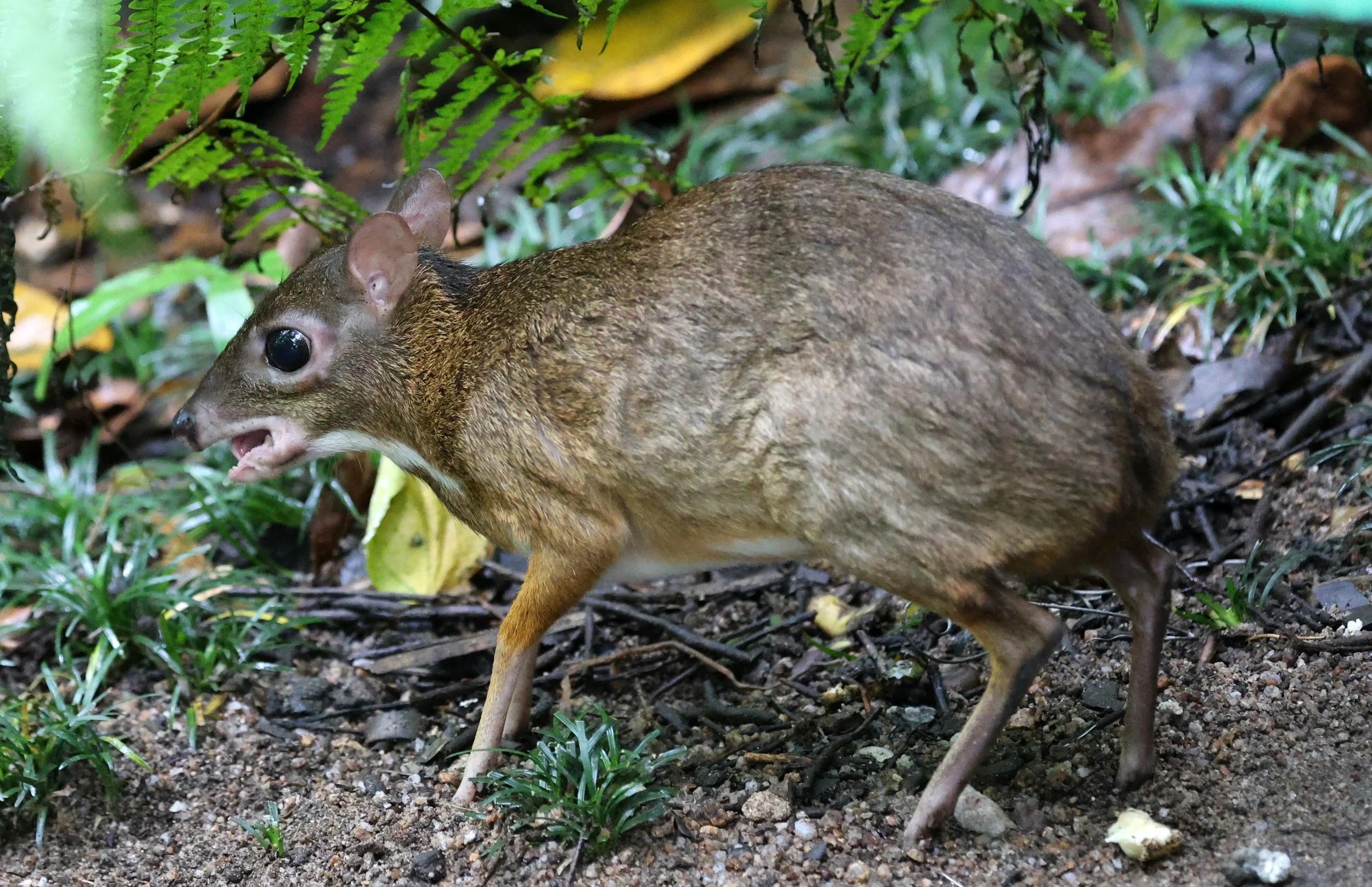 Javan Chevrotain (Tragulus javanicus) Khao Kiew Mountain Open Zoo Chonburi Thailand (12).jpg