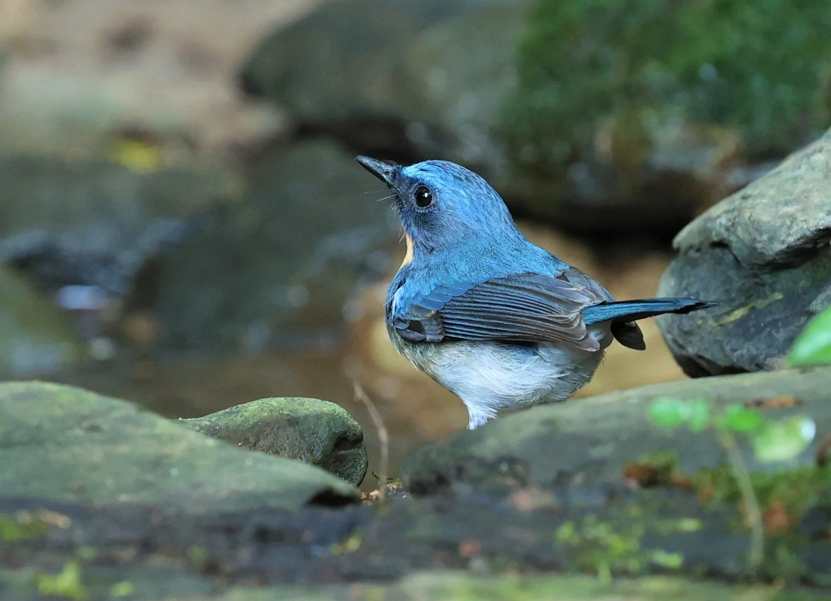 FLYCATCHER - INDOCHINESE BLUE-FLYCATCHER - Cyornis sumatrensis - PETCHABURI PROVINCE - NUY HIDE NEAR KAENG KRACHAN JAN 2022 (32).jpg