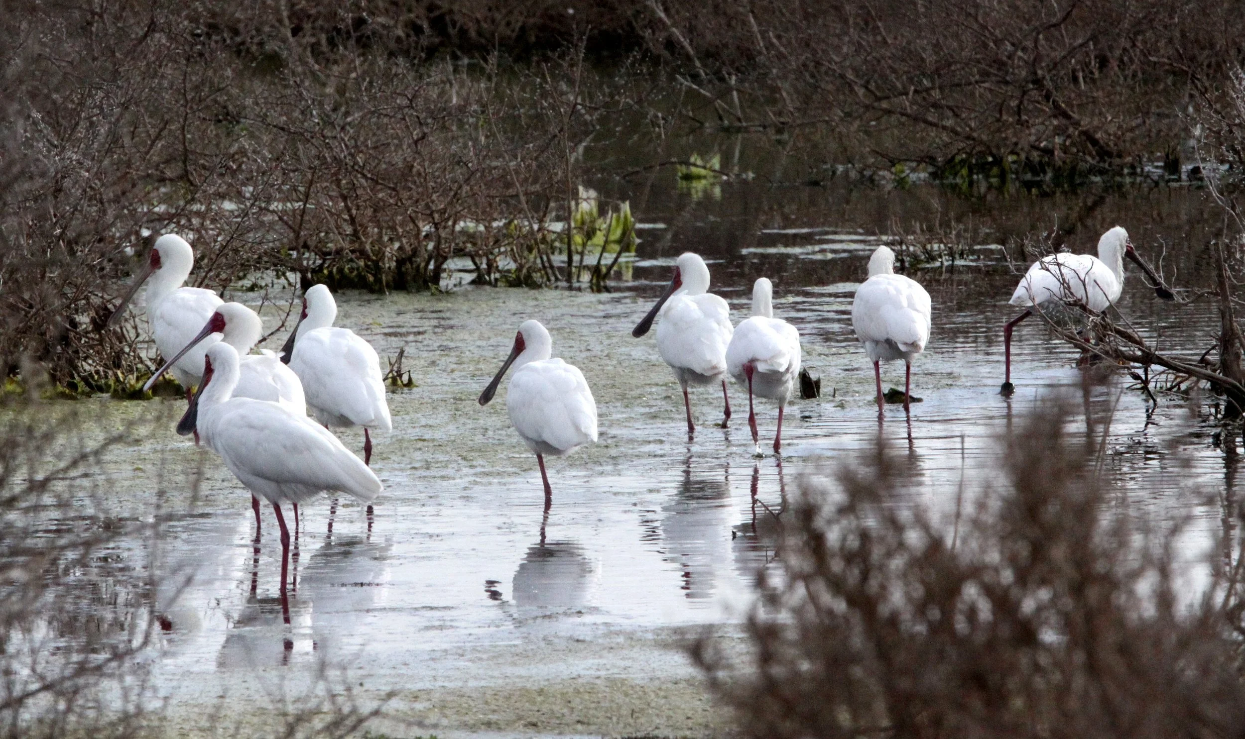 SPOONBILL - AFRICAN SPOONBILL - Platalea alba - DE HOOP RESERVE SOUTH AFRICA (1).JPG