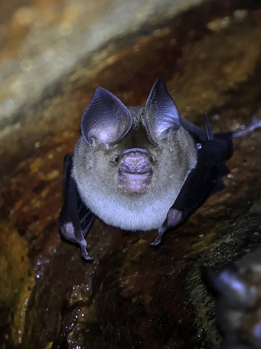 Horsfield’s Leaf-nosed Bat (Hipposideros.larvatus) Wat Tham Sila Thong Temple Pak Chong Thailand near Khao Yai (121).jpg