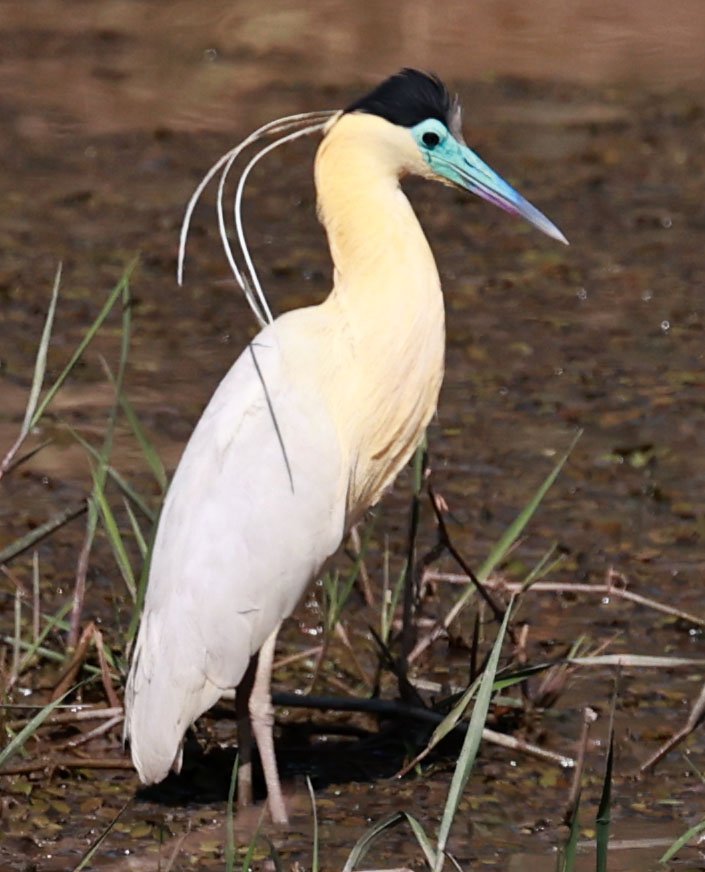 Heron - Capped Heron - Pilherodius pileatus - Pantanal - Mato Grosso, Transpantaneira M-060 (6).jpg