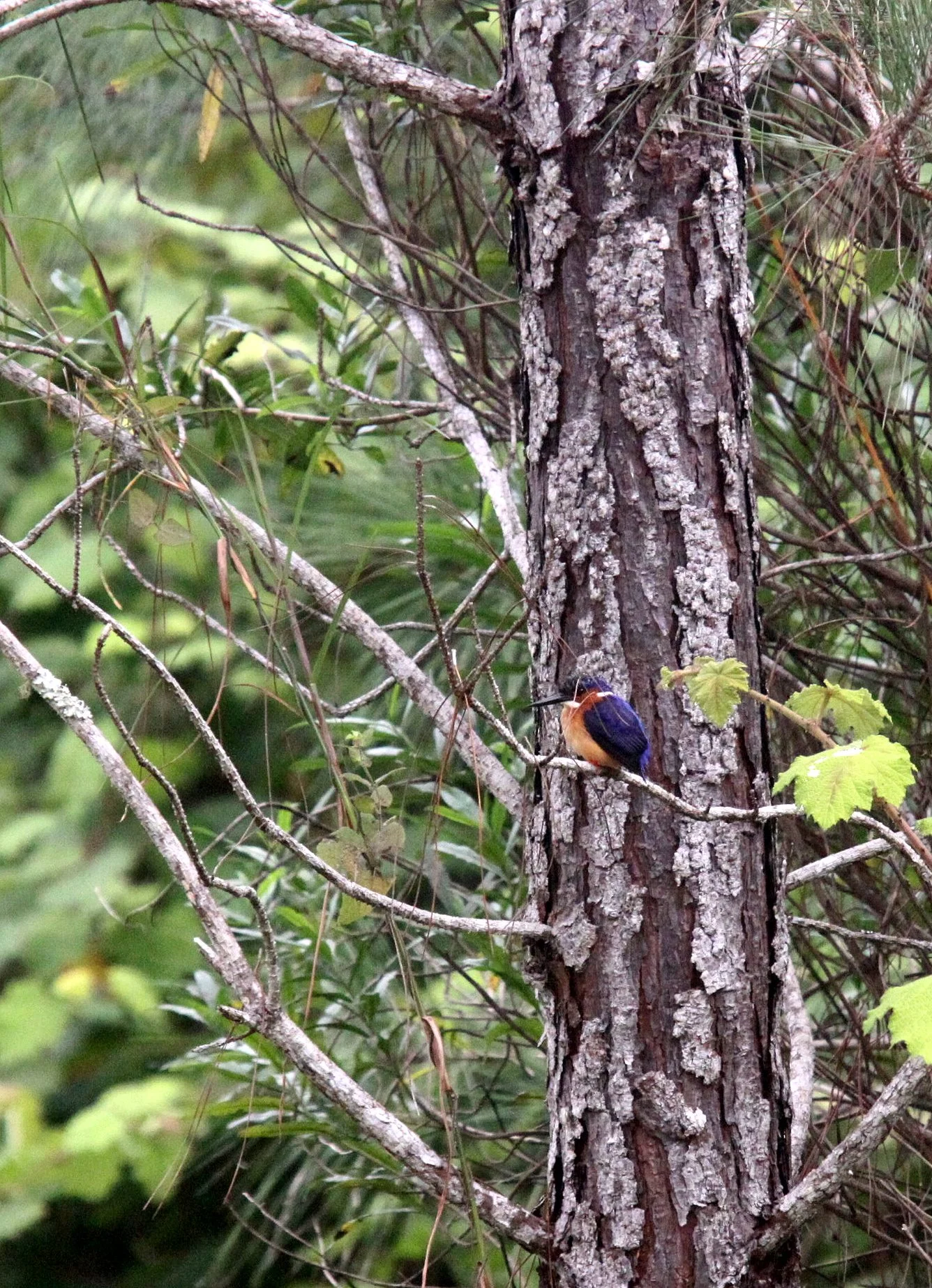 Corythornis vintsioides - MADAGASCAR KINGFISHER - MANTADIA NATIONAL PARK MADAGASCAR (12).JPG