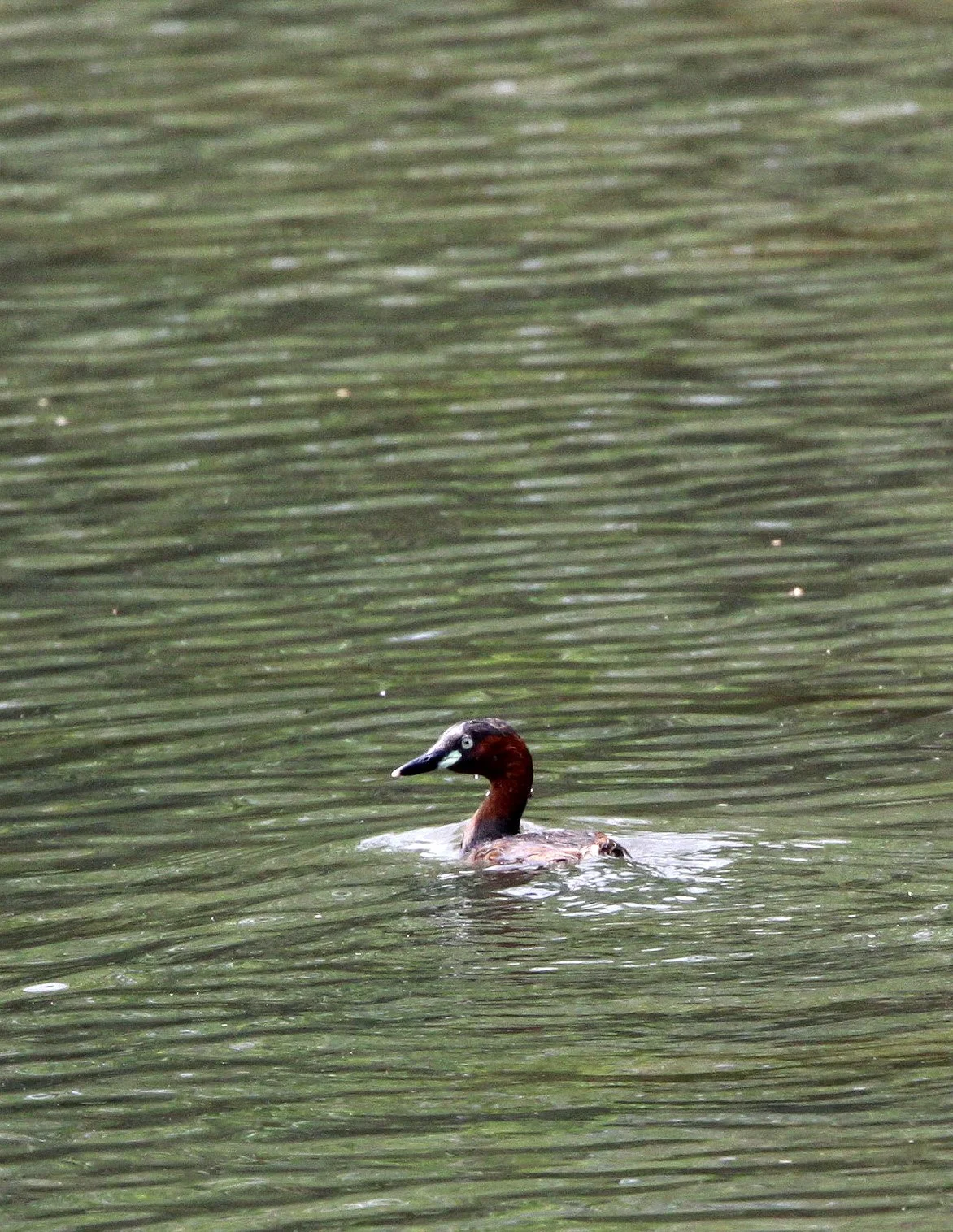 Little Grebe (Tachybaptus ruficollis) Mai Po Wetlands Hong Kong.JPG