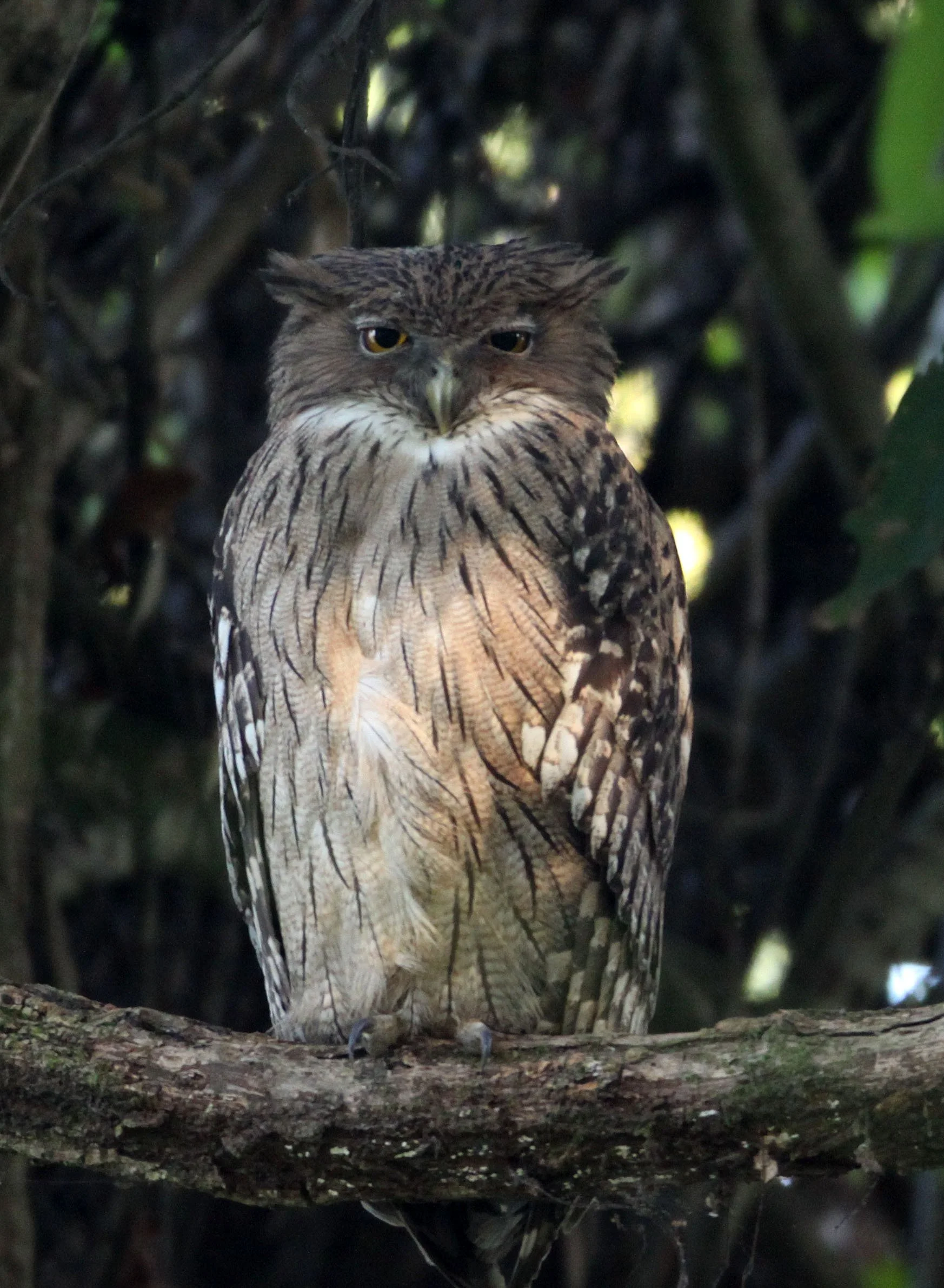 Ketupa zeylonensis - BROWN FISH OWL - KAZIRANGA NATIONAL PARK ASSAM INDIA (26).JPG