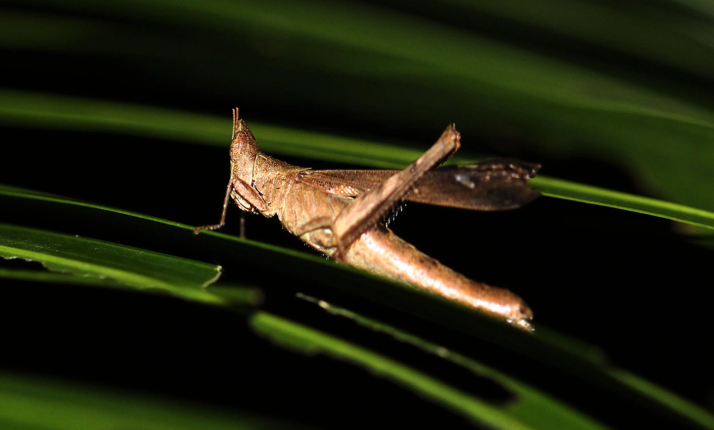 Acrididae - Species 22 - Koh Lanta, Thailand (3).JPG