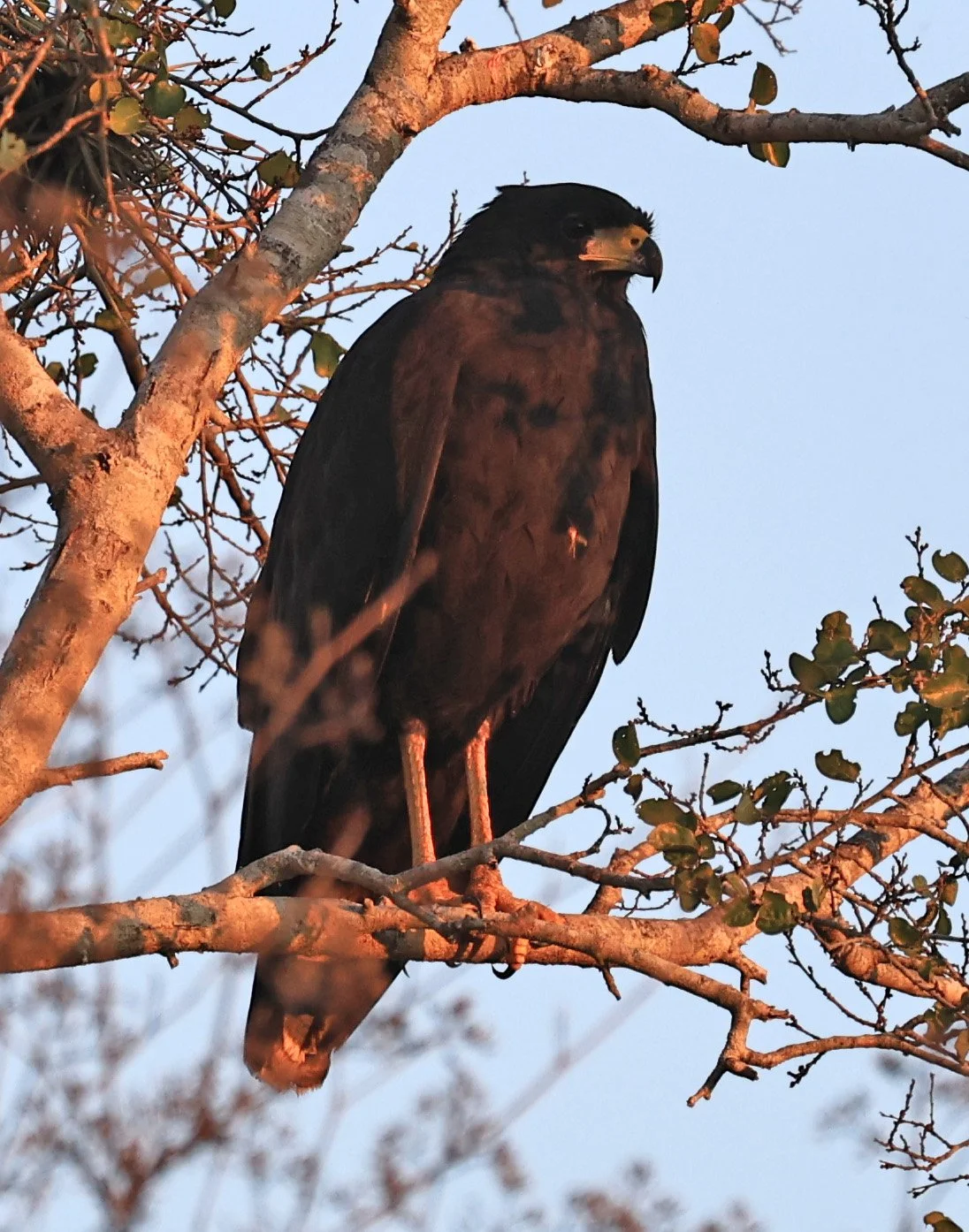 Zone-tailed Hawk (Buteo albonotatus) Agua Dulce Paraguay (2).jpg