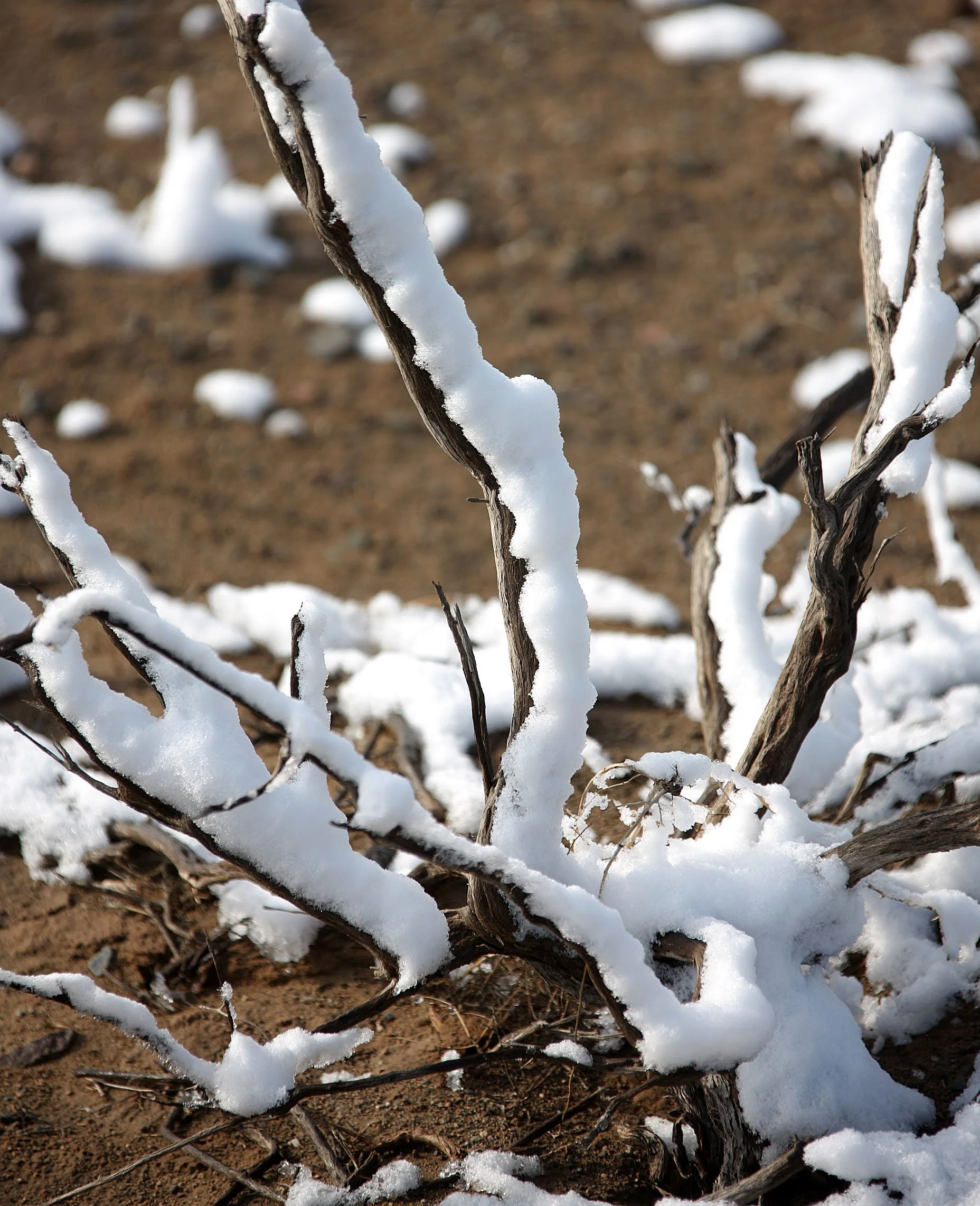 KARAMORI NATIONAL NATURE RESERVE - XINJIANG CHINA (35).JPG