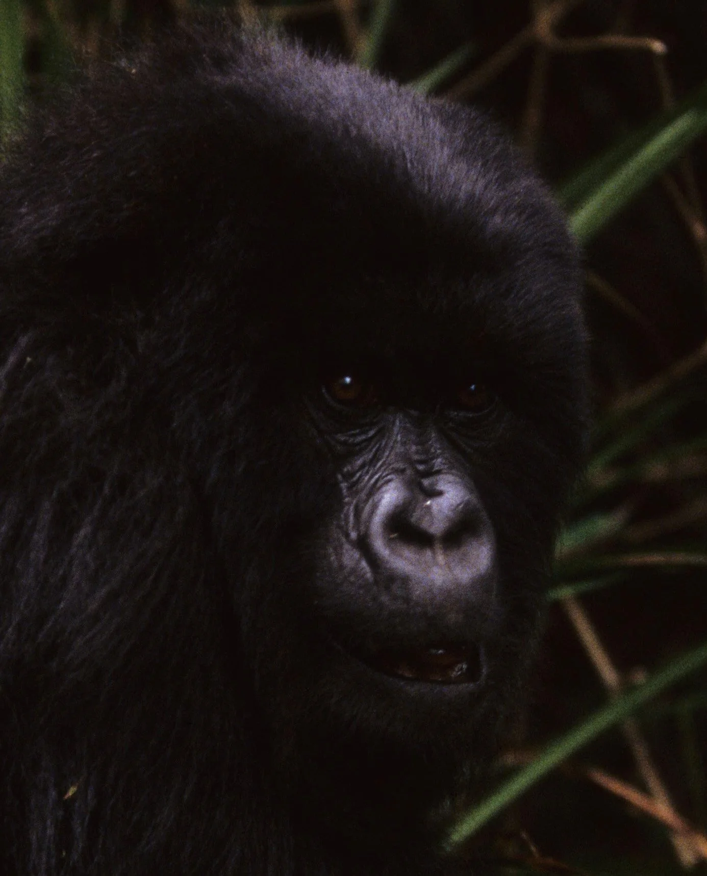 PRIMATE - GORILLA-RWANDA PARC DU VULCANS (108).jpg