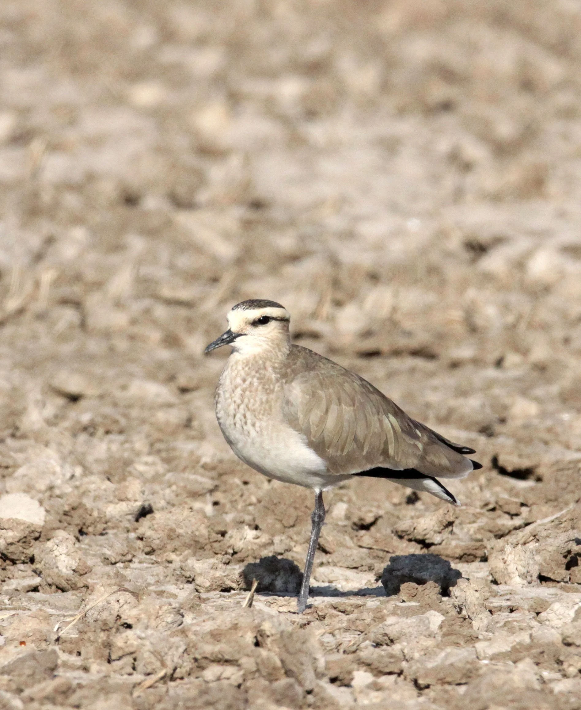 LAPWING - SOCIABLE LAPWING - Vanellus gregarius - LITTLE RANN OF KUTCH GUJARAT INDIA (41).JPG