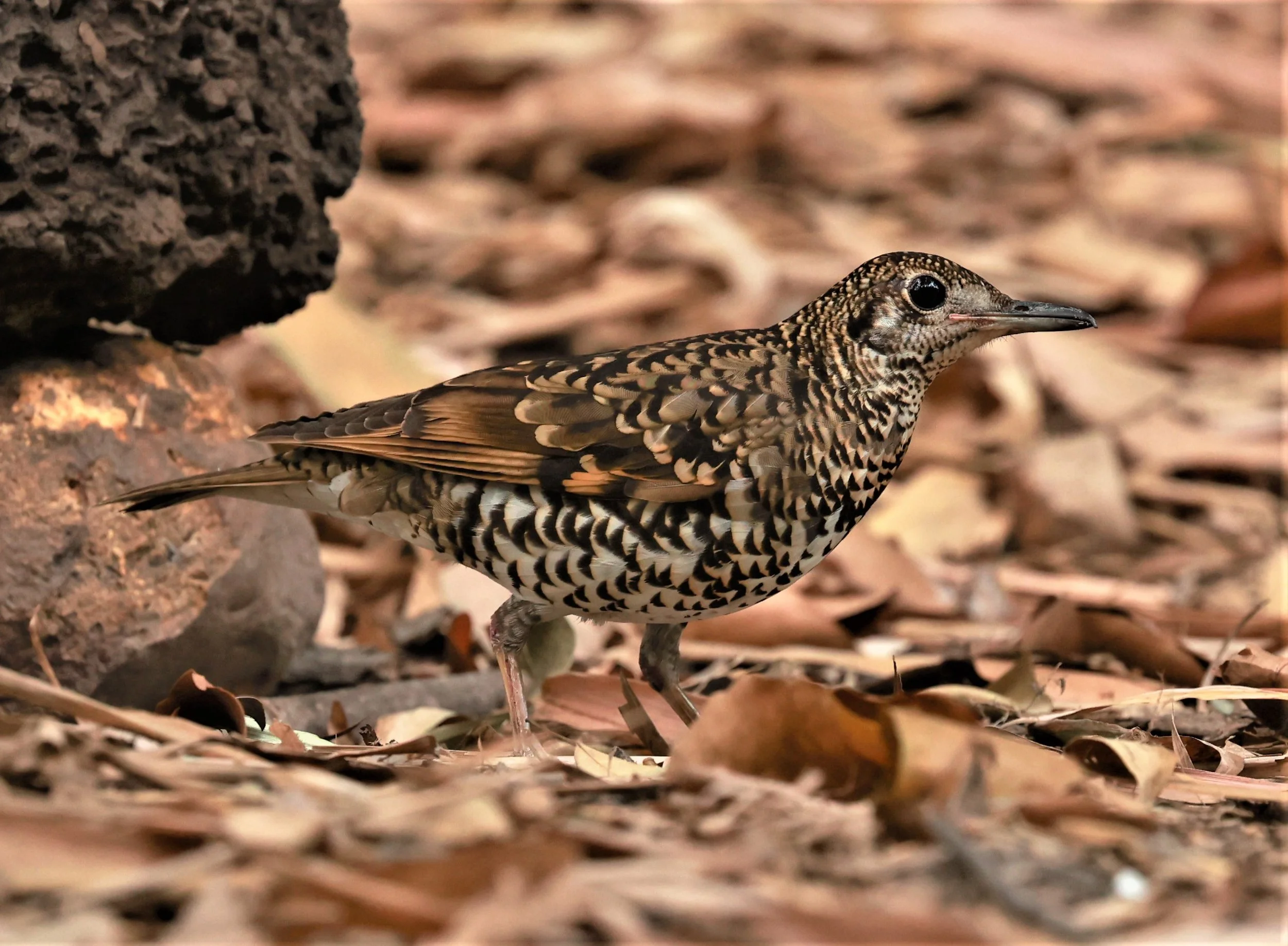 White's Thrush (Zoothera aurea) Putthamonthon Park Nakhon Pathom Thailand (5).jpg