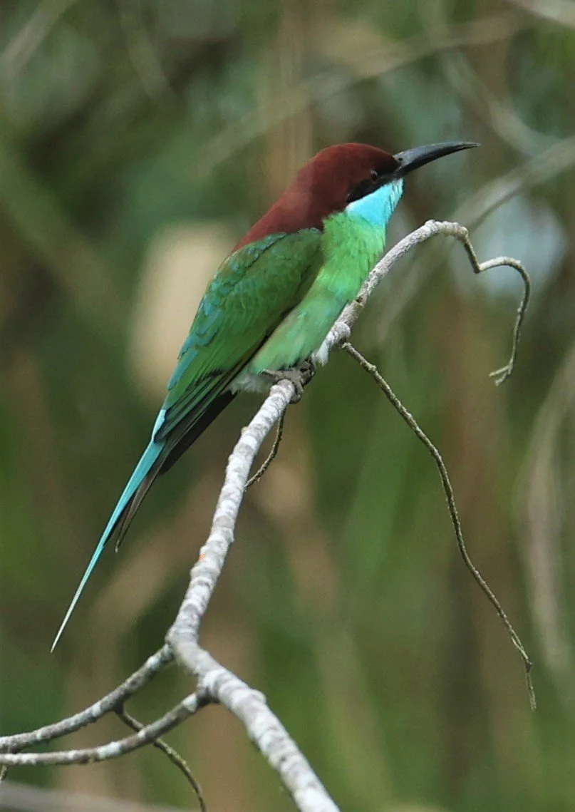 BEE-EATER - BLUE-THROATED BEE-EATER - Merops viridis - PAK PHAYUN DISTRICT, PATTHALUNG APRIL 2022 (26).jpg
