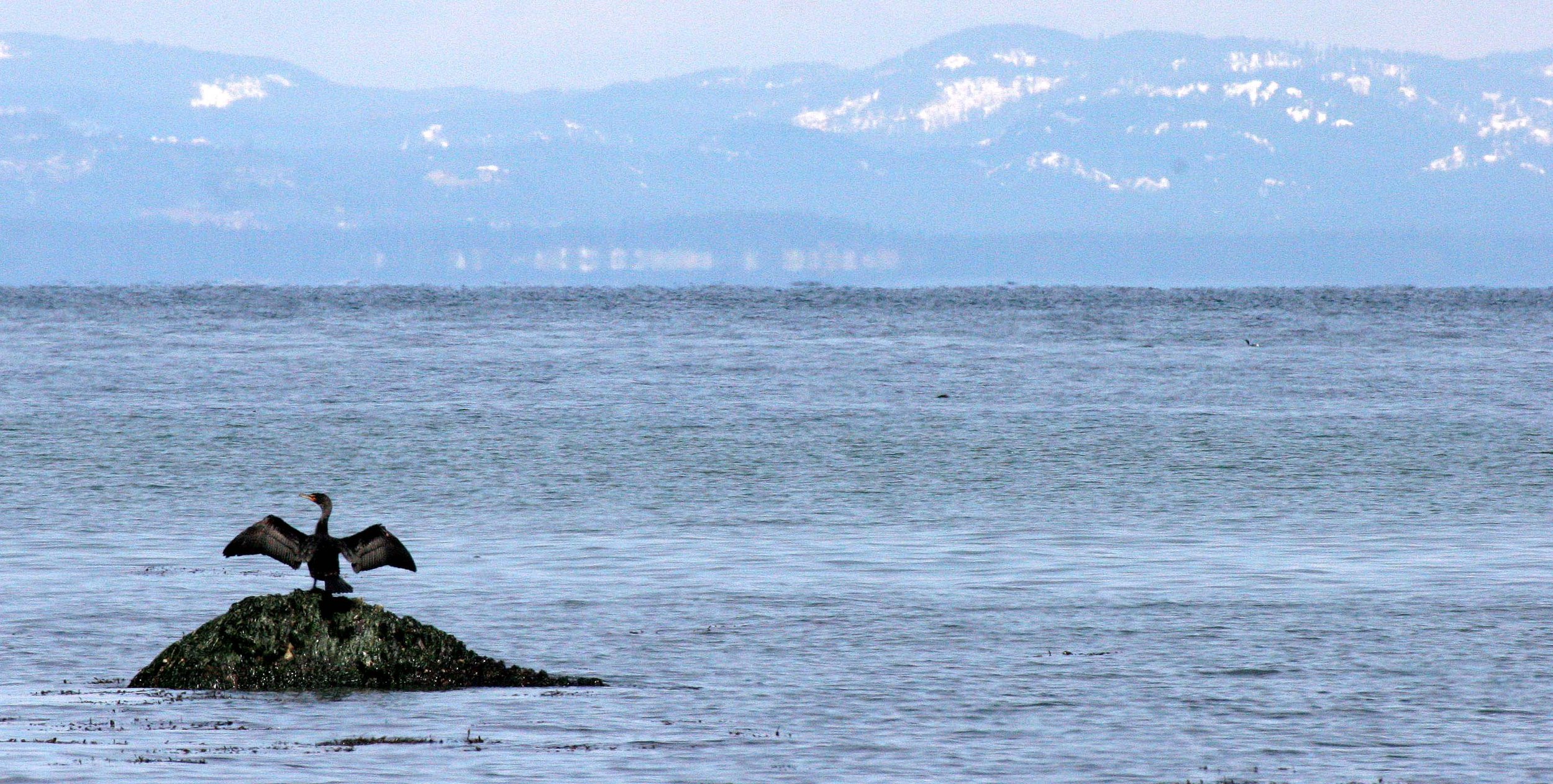 Nannopterum auritum - Double-crested Cormorant - Lake Farm Beach Olympic Peninsula Washington (8).JPG