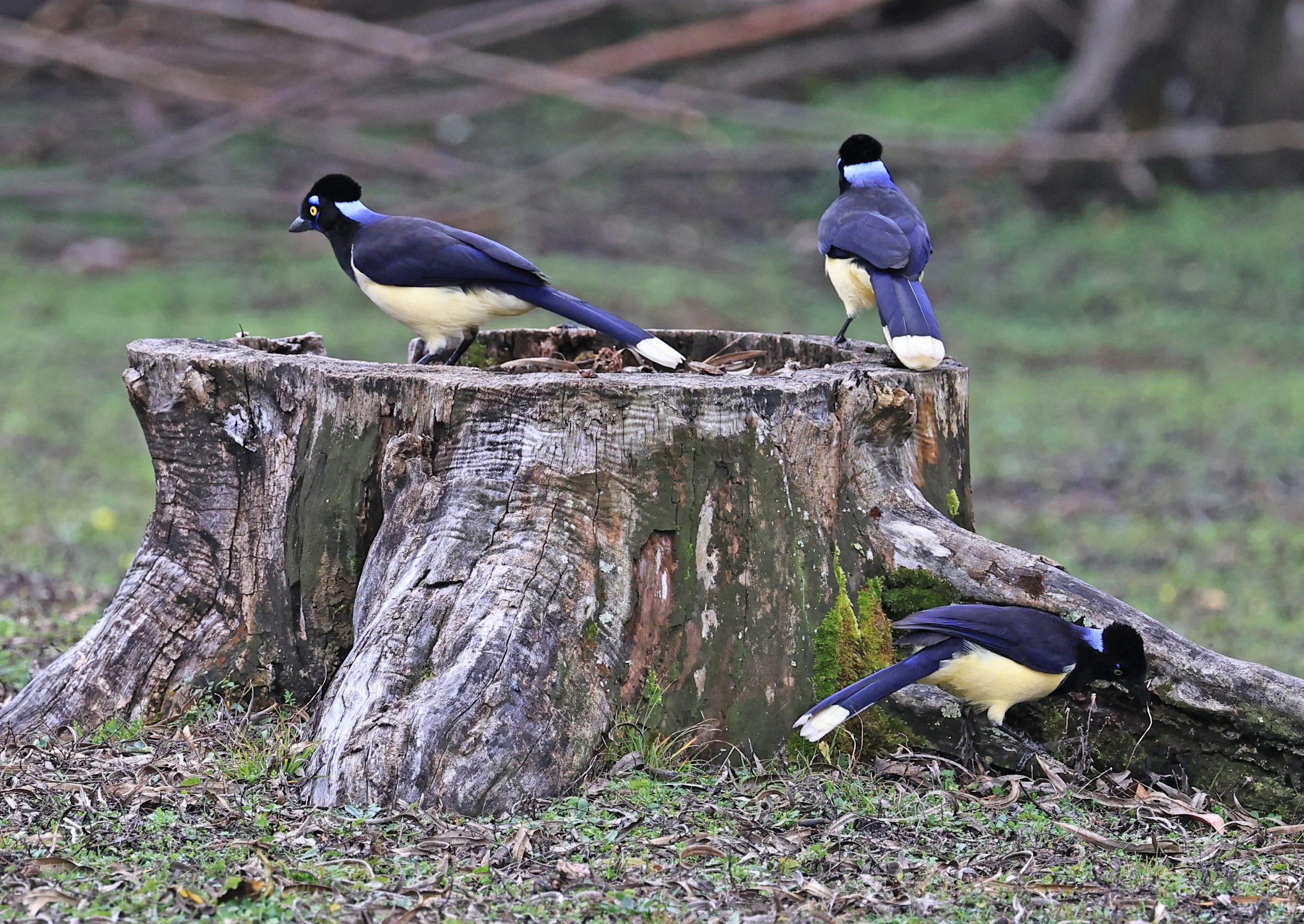 Plush-crested Jay (Cyanocorax chrysops) El Palmar National Park, Entre Rios, Argentina (28).jpg