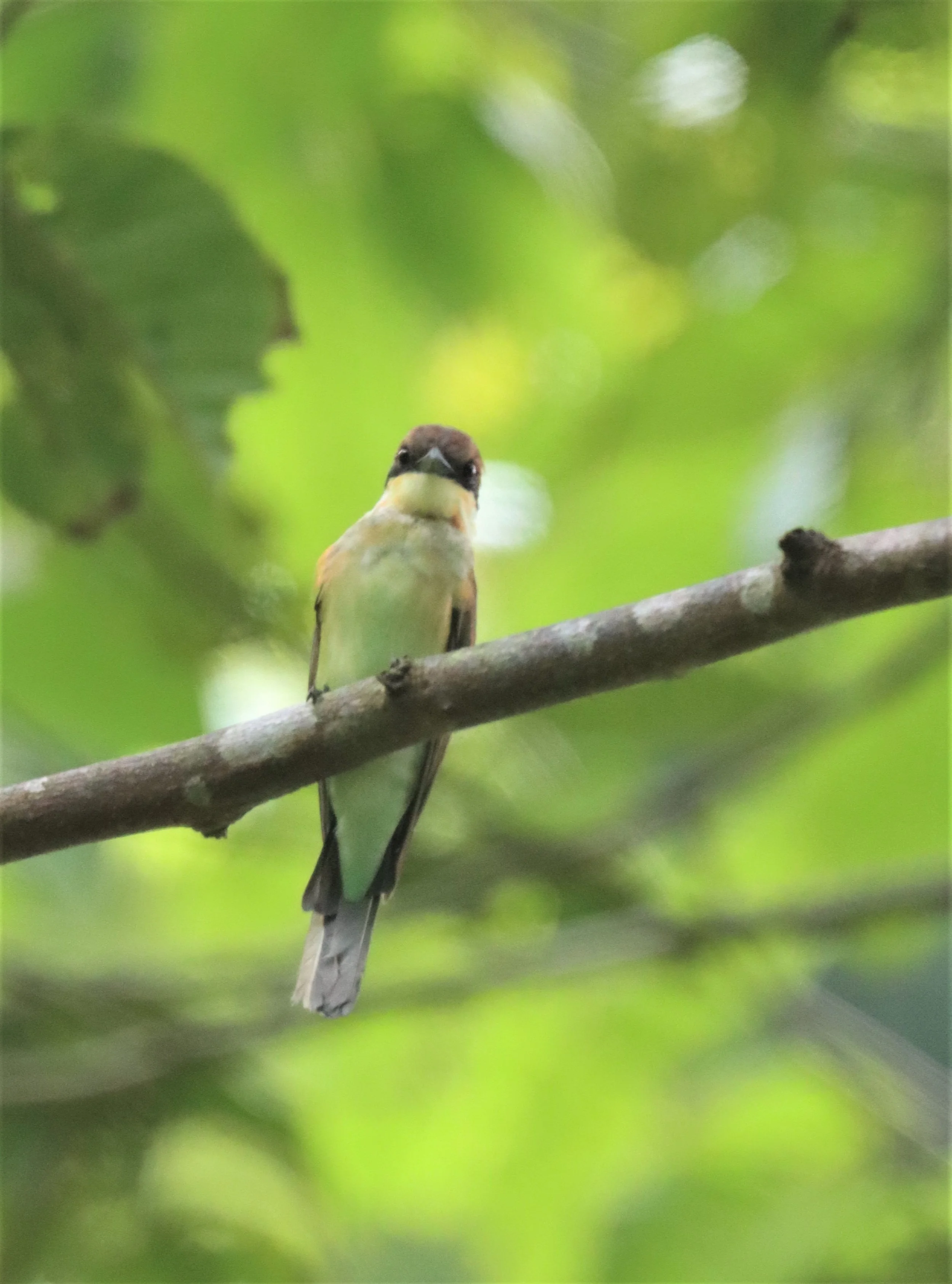 BEE-EATER - CHESTNUT-HEADED BEE-EATER - Merops leschenaulti - HALA BALA WILDLIFE SANCTUARY.jpg
