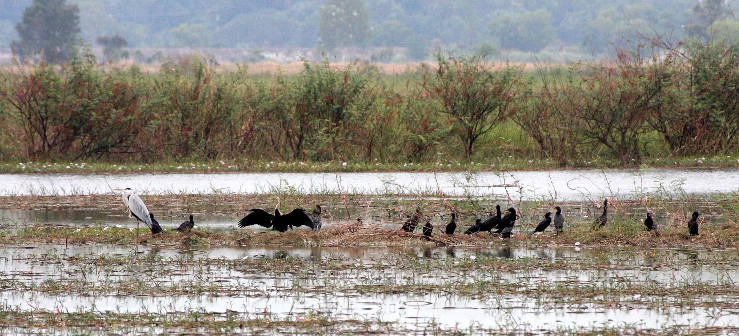 DARTER - Anhinga melanogaster - WITH GREY HERON AND LITTLE CORMORANTS - BUENG BORAPHET THAILAND (3).JPG