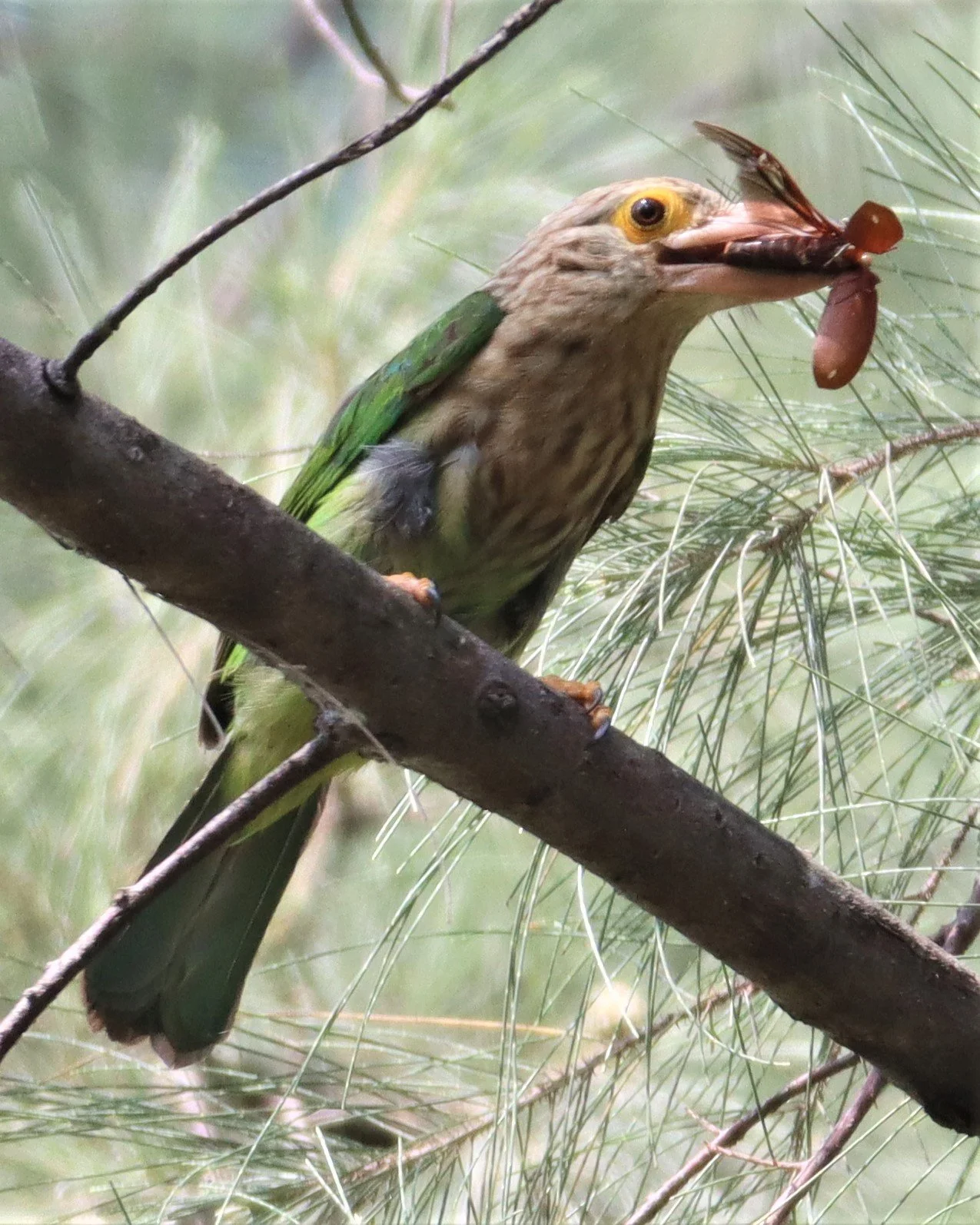 BARBET - LINEATED BARBET - Megalaima lineata - LAEM PAKARAM PHANG NGA (14).jpg