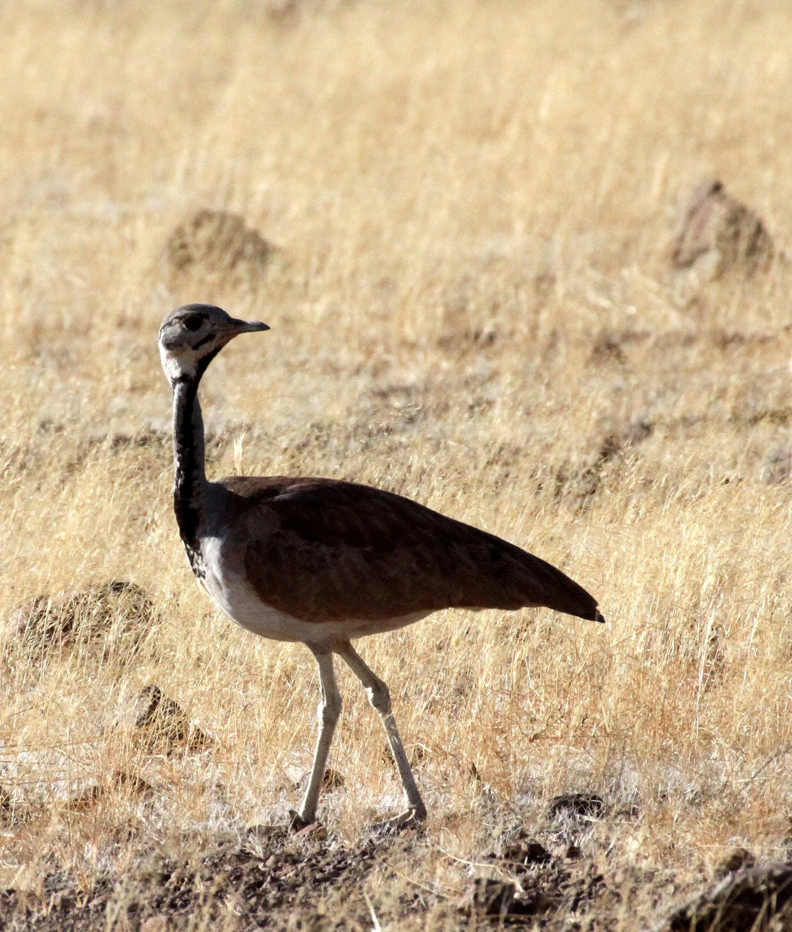 Ruppell's Korhaan (Eupodotis reupellii) Damaraland Namibia (17).JPG