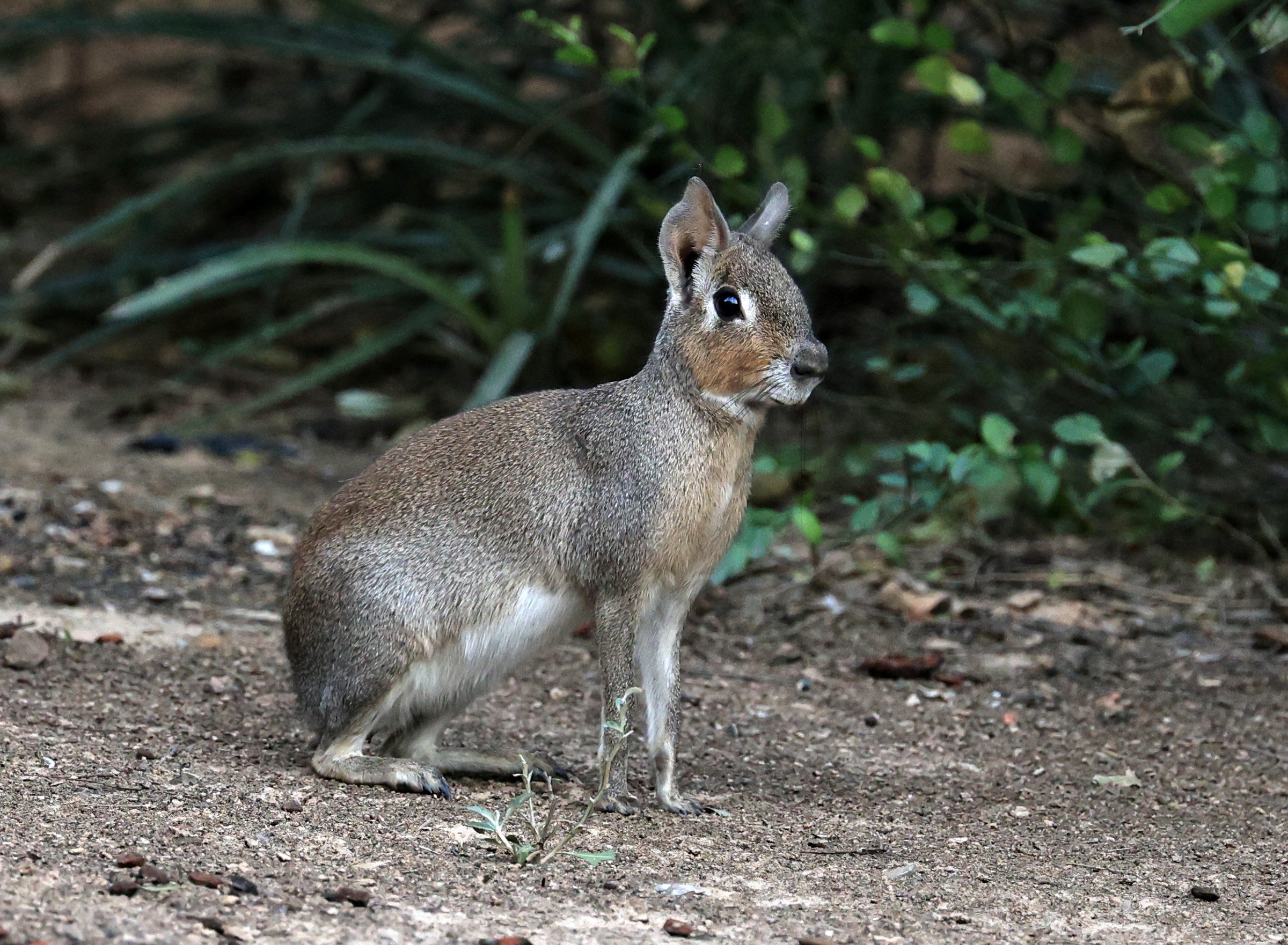 Chacoan Mara (Dolichotis salinicola) Hotel Campestre Iparoma Paraguay (33).jpg