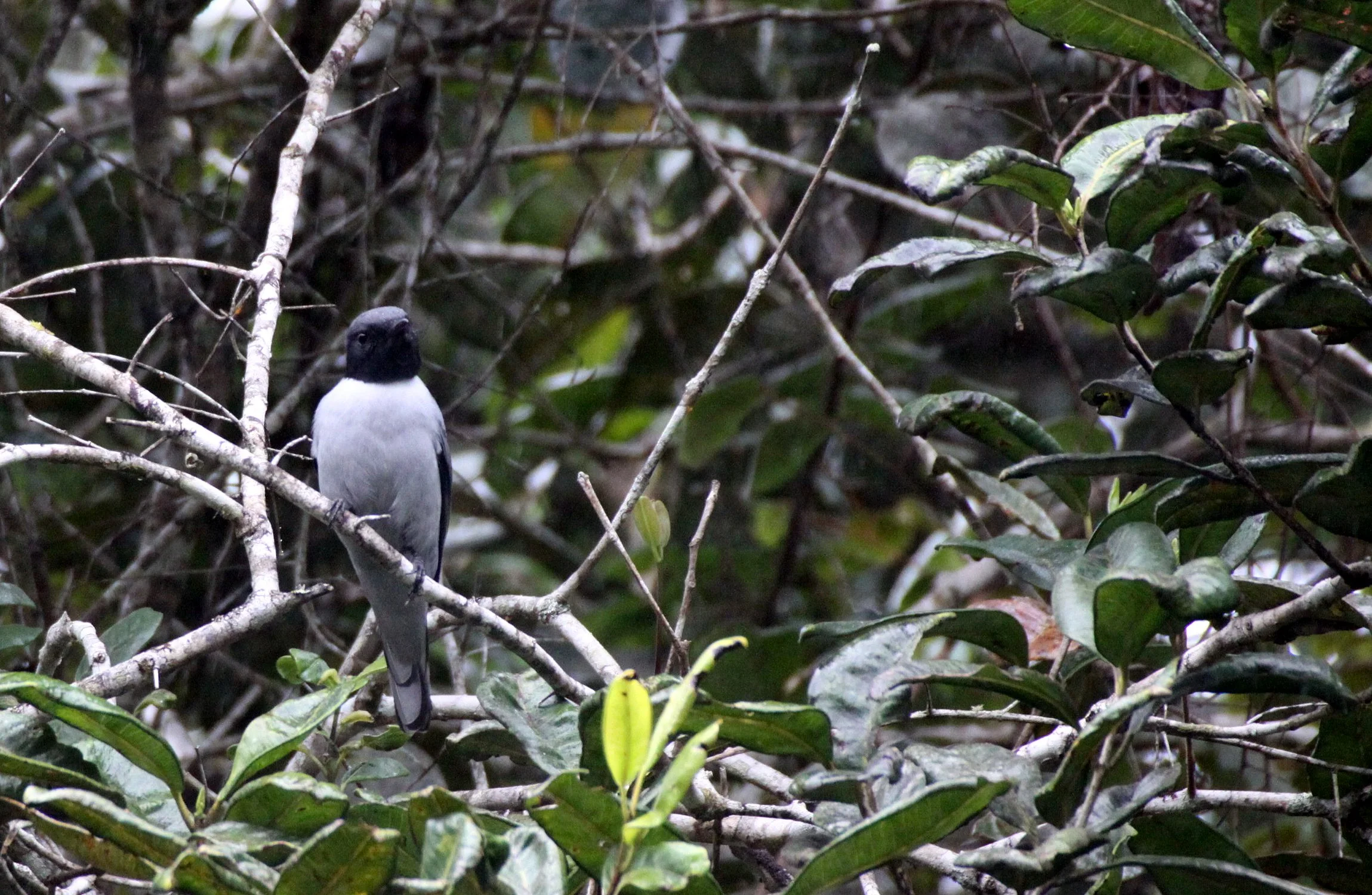 Madagascar Cuckooshrike (Ceblepyris cinereus) Mantadia NP Madagascar (4).JPG